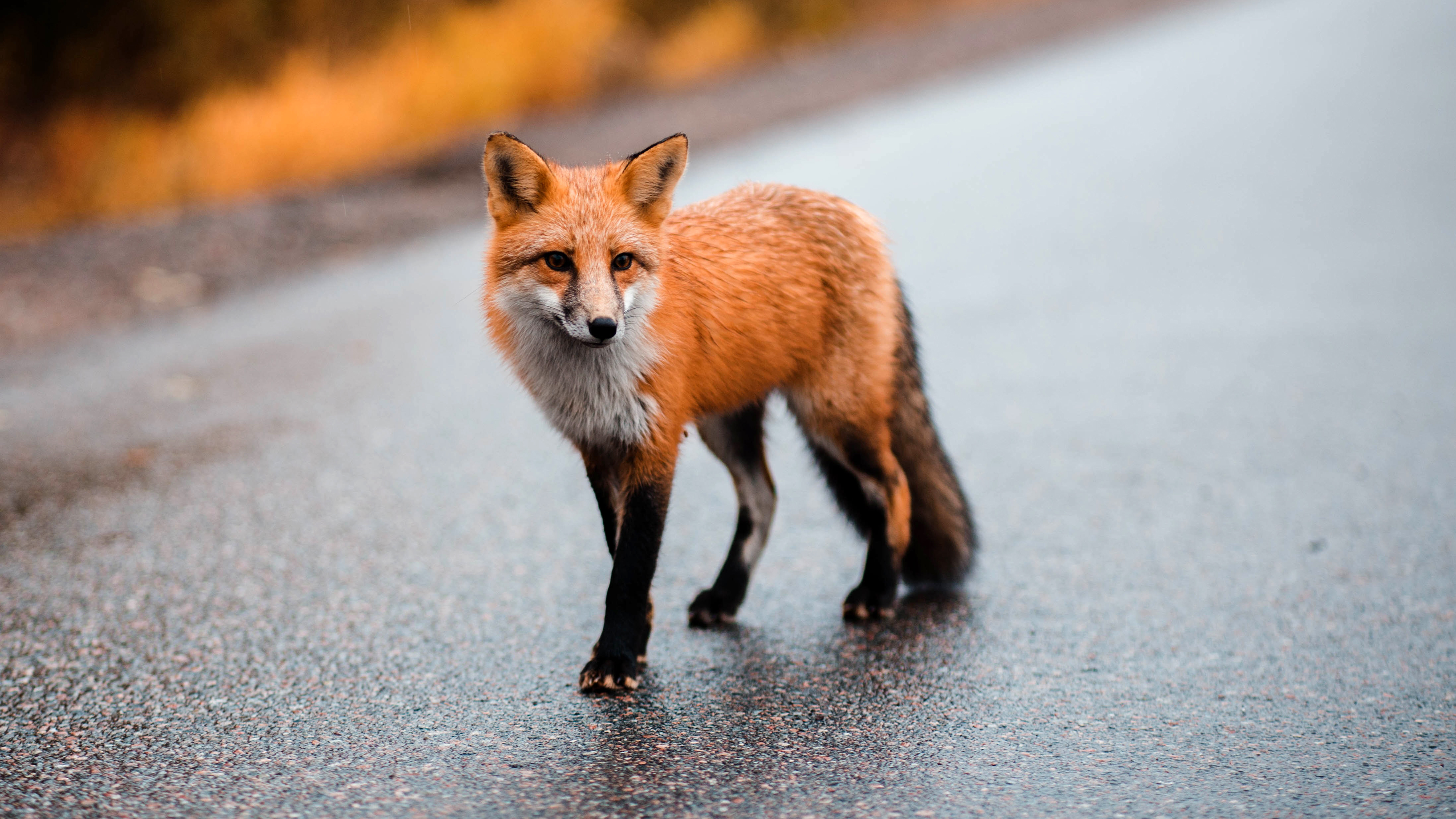 Fuchs 4k Ultra HD Wallpaper Hintergrund 4444x2500 ID