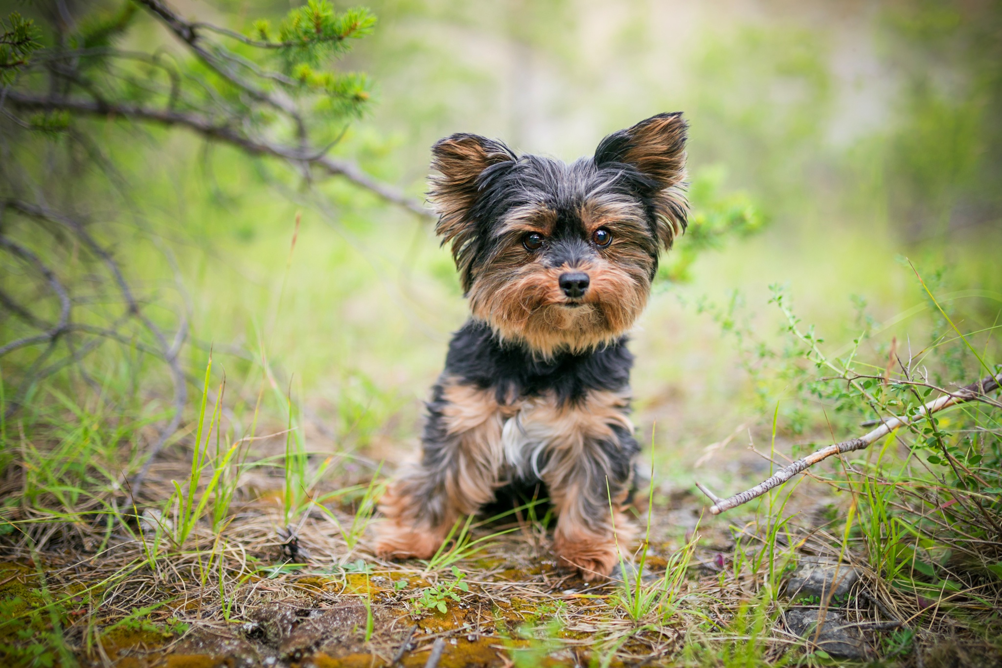 Yorkshire Terrier HD Wallpaper