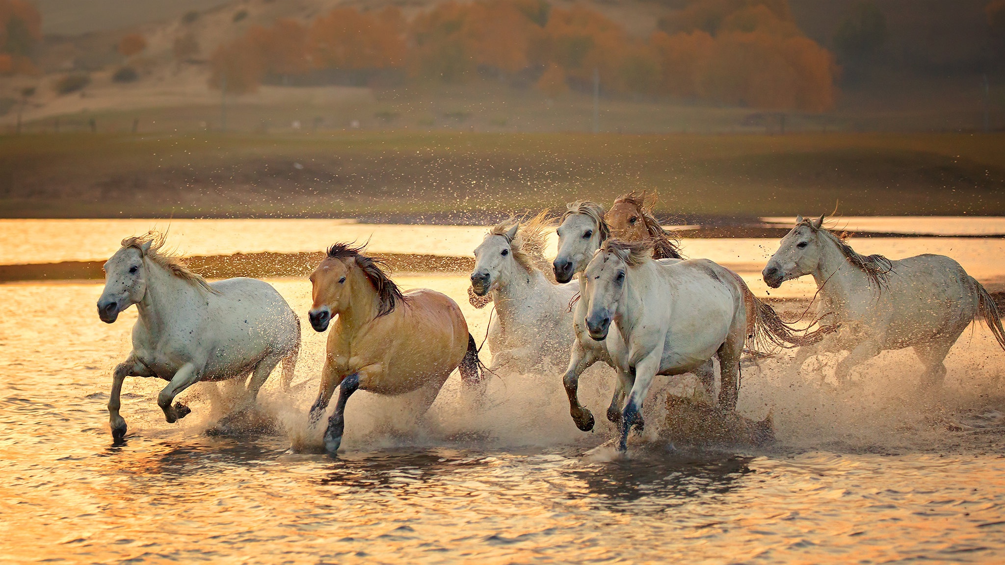 Download Animal Horse HD Wallpaper