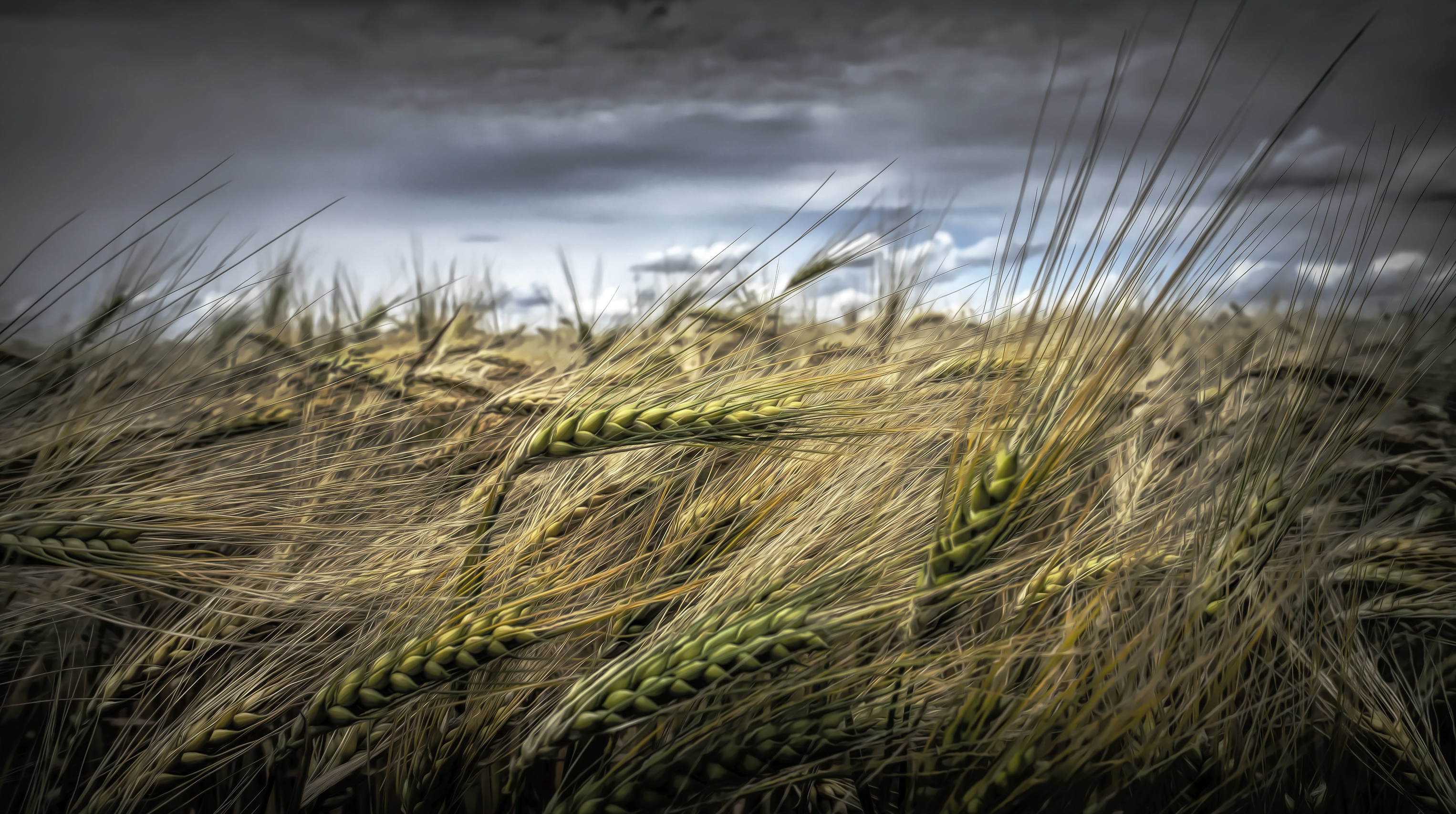 Wheat HD Wallpaper Background Image 3052x1706 ID1089313