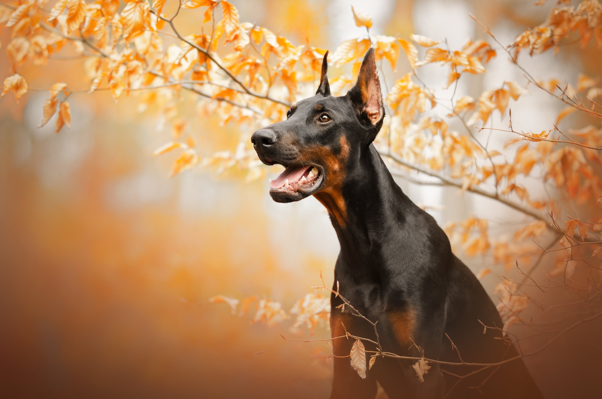 Doberman Pinscher HD Wallpaper Background Image 2048x1356
