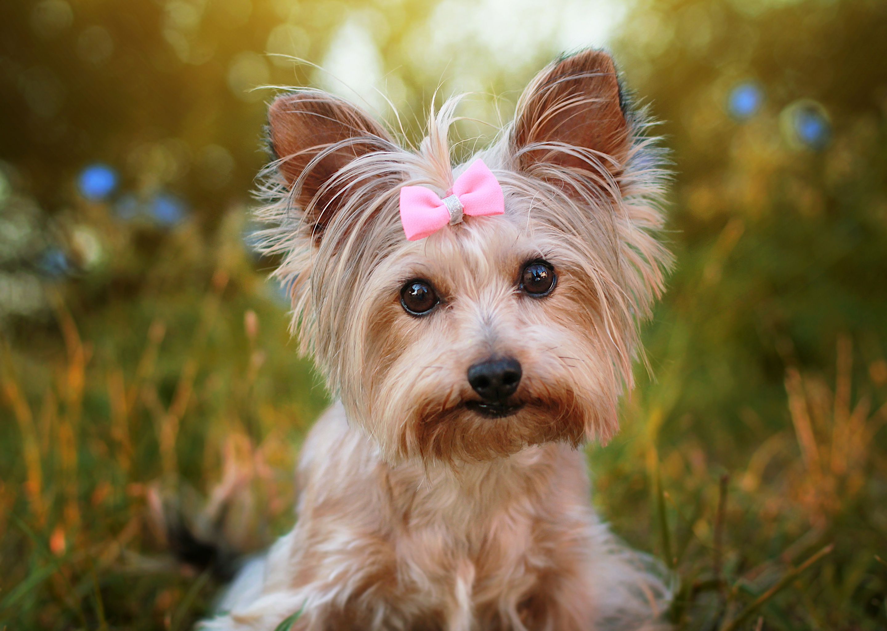Discover 137+ yorkie wallpaper best 3tdesign.edu.vn