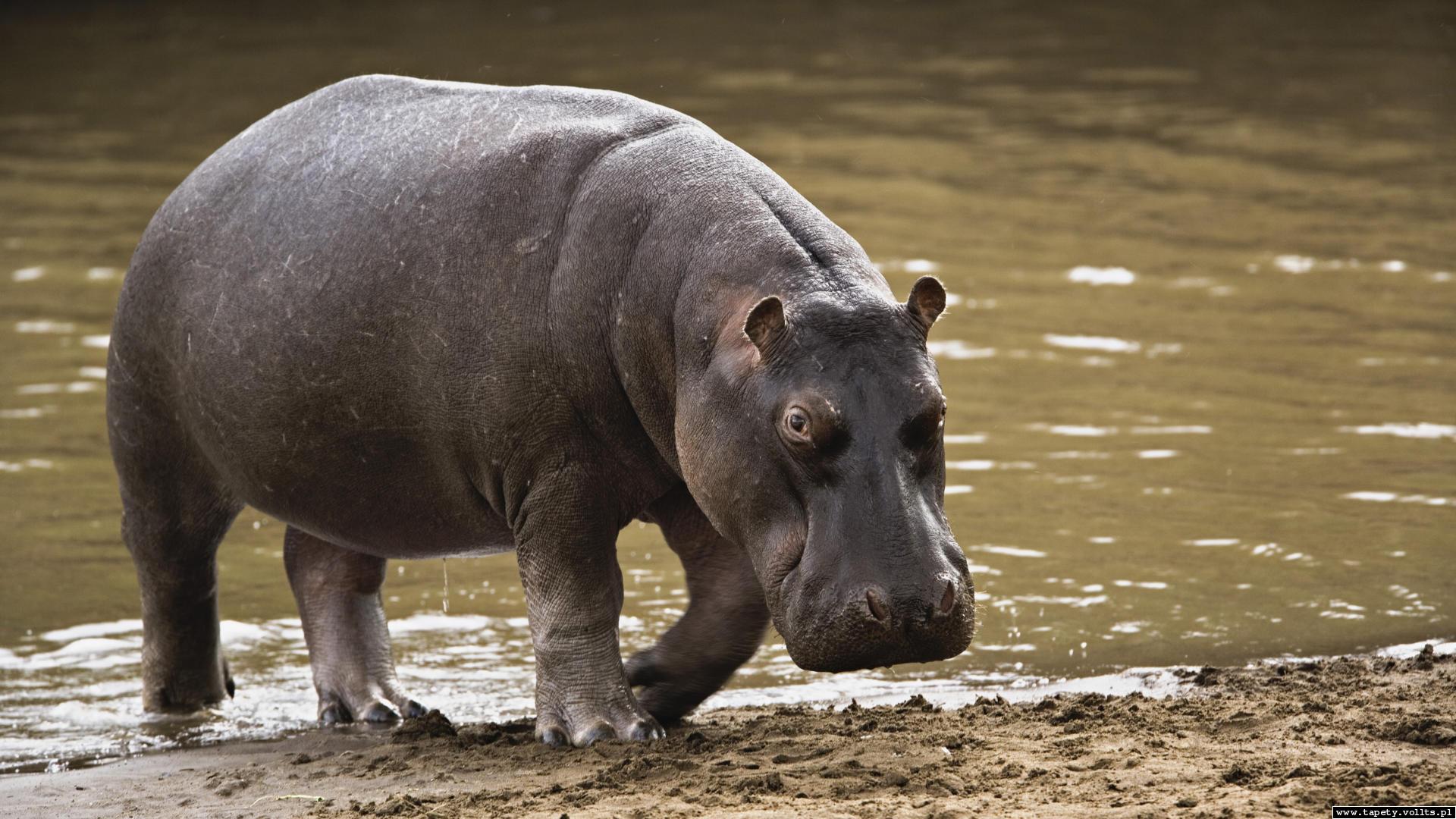Hippo Computer Wallpapers, Desktop Backgrounds 1920x1080 ID287970
