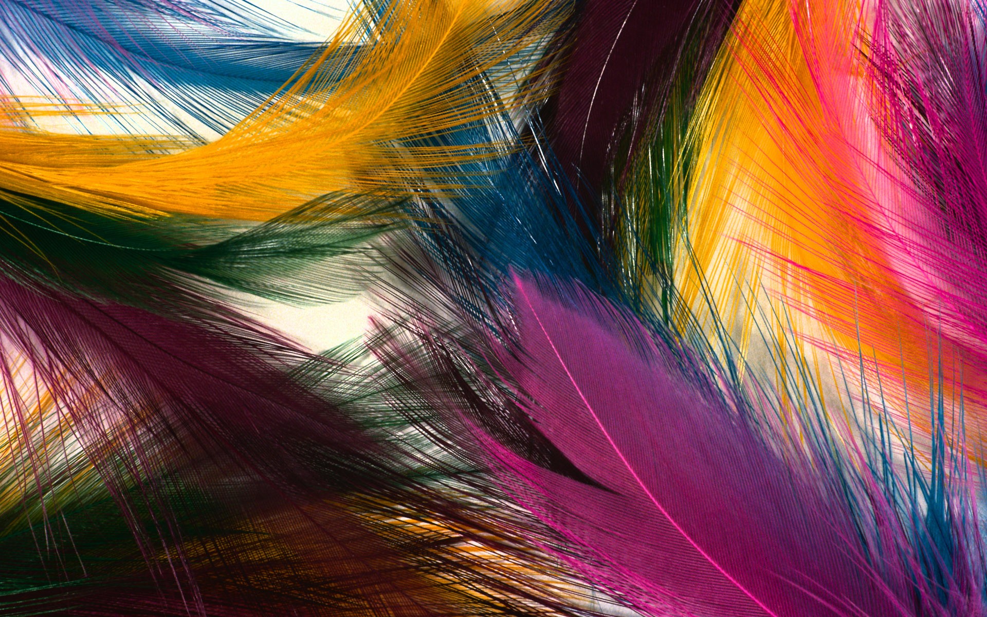 Feather HD Wallpaper Background Image 1920x1200 ID318024