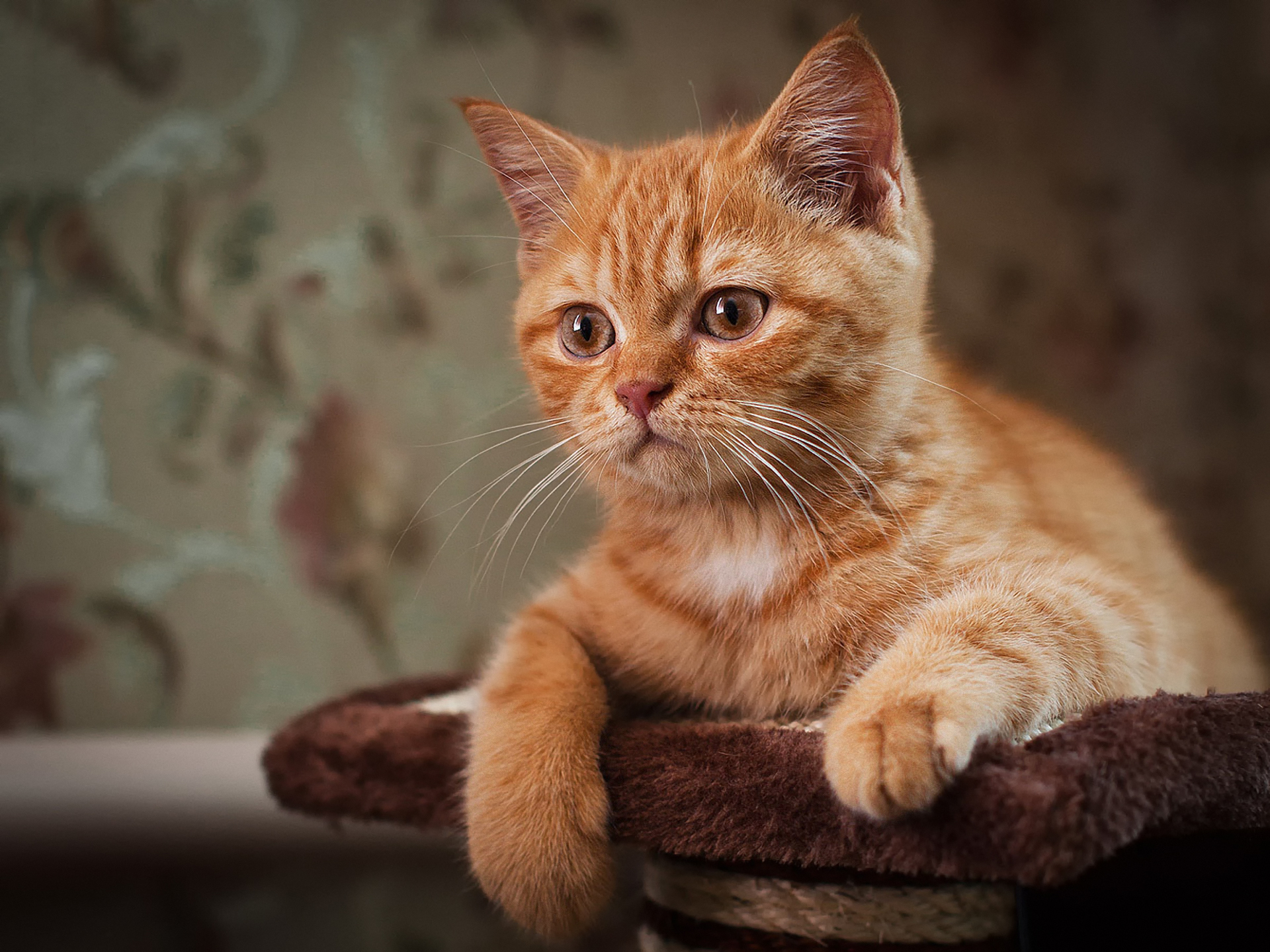 Ginger Kitten Full HD Wallpaper and Background Image 1920x1440 ID