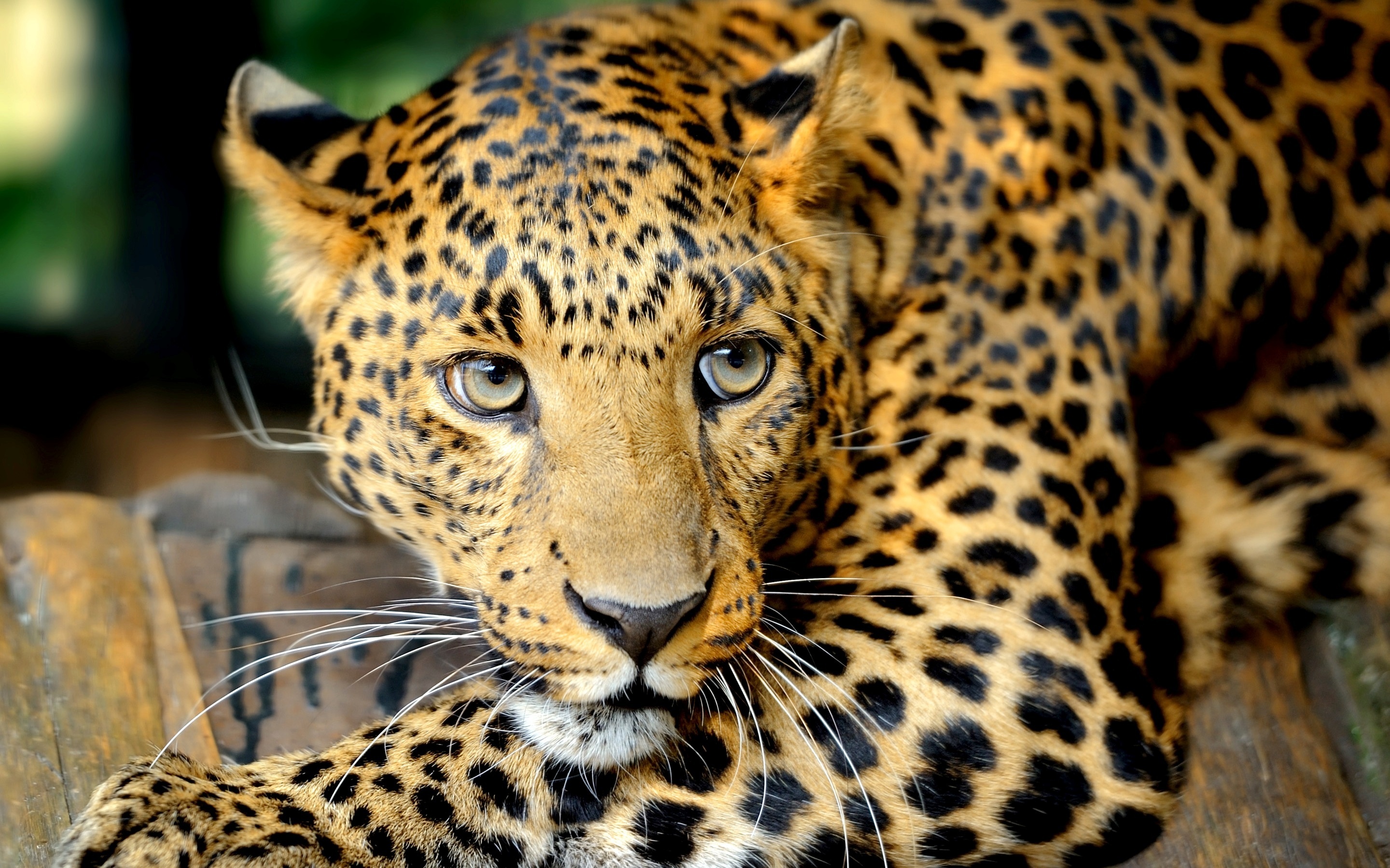 Leopard Wallpapers, Hintergründe 2880x1800 ID323258