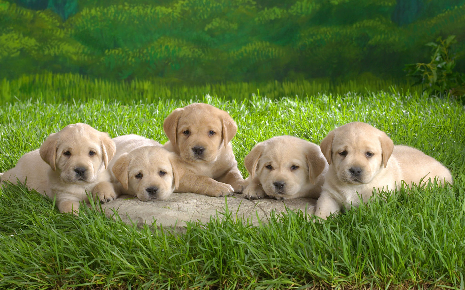 Adorable Labrador Retriever Puppies HD Wallpaper