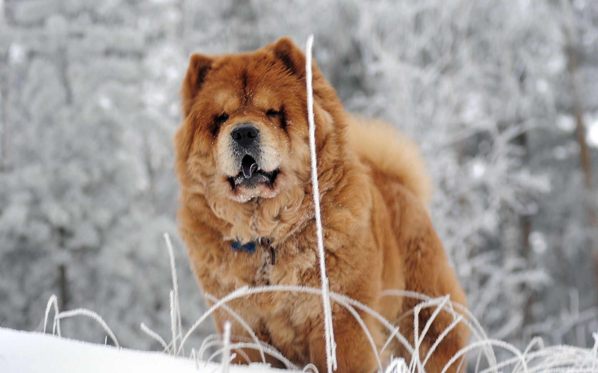 Chow Chow HD Wallpaper Background Image 1920x1200