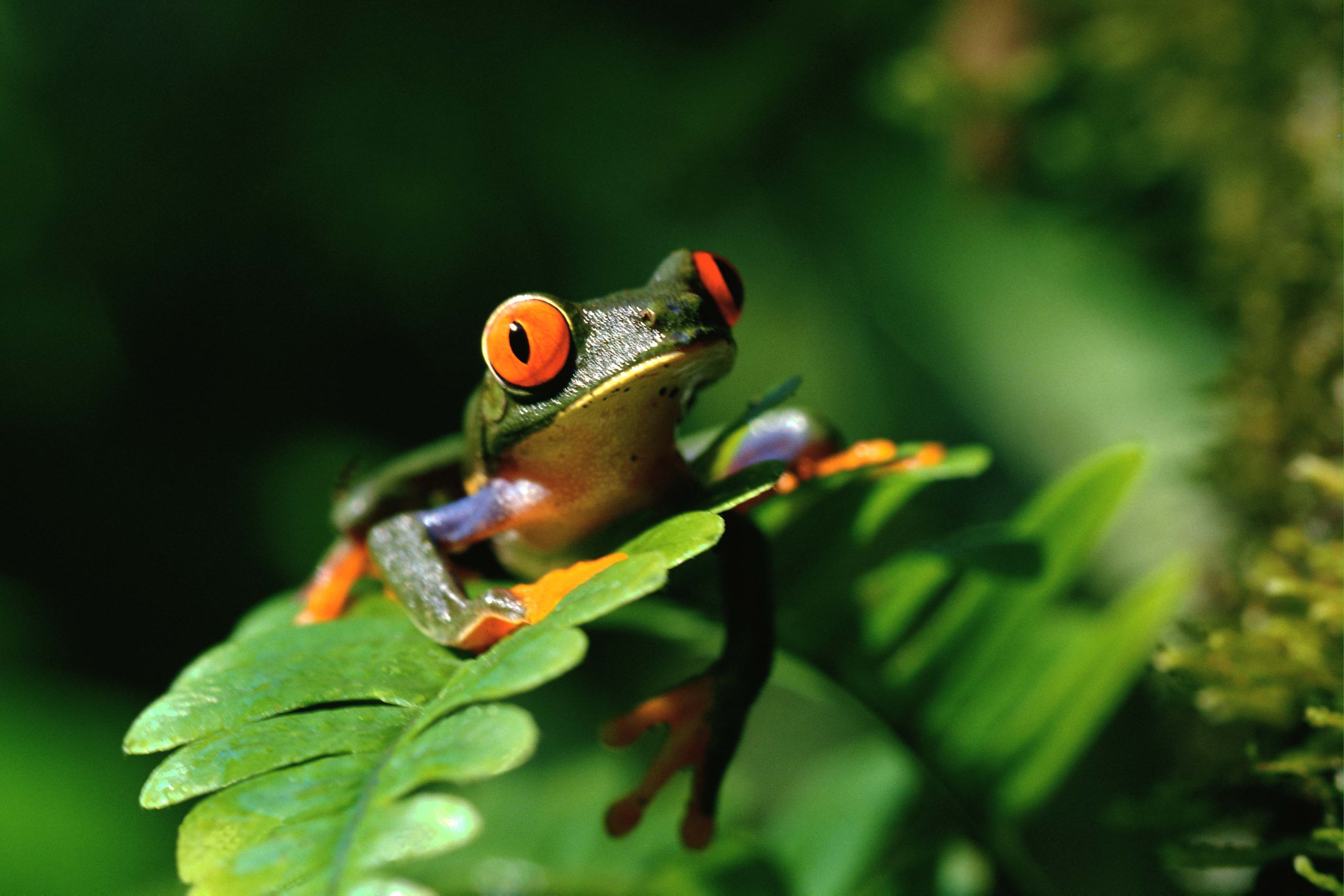 Red Eyed Tree Frog Full HD Wallpaper and Background Image 3072x2048
