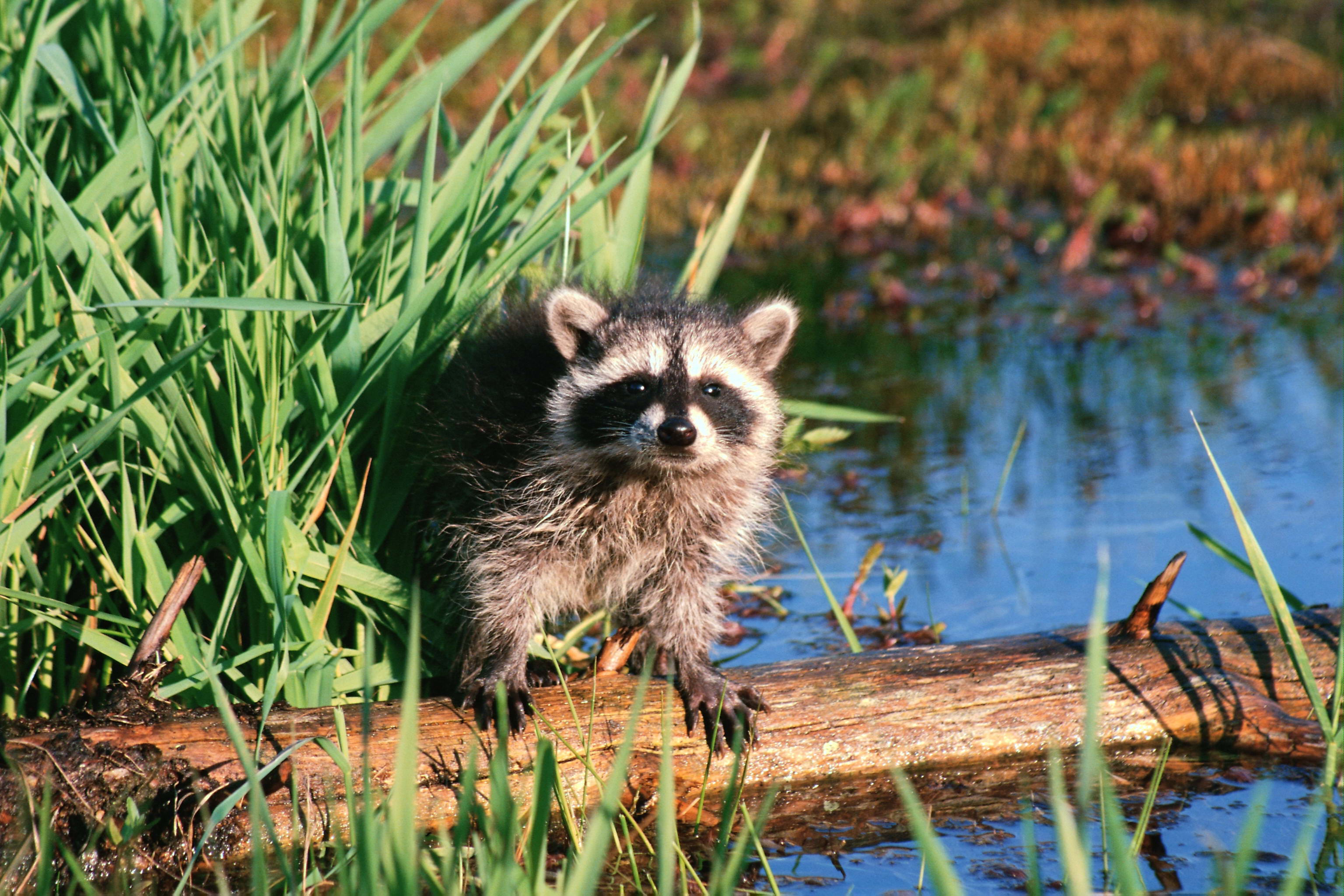 Raccoon HD Wallpaper Background Image 3072x2048 ID