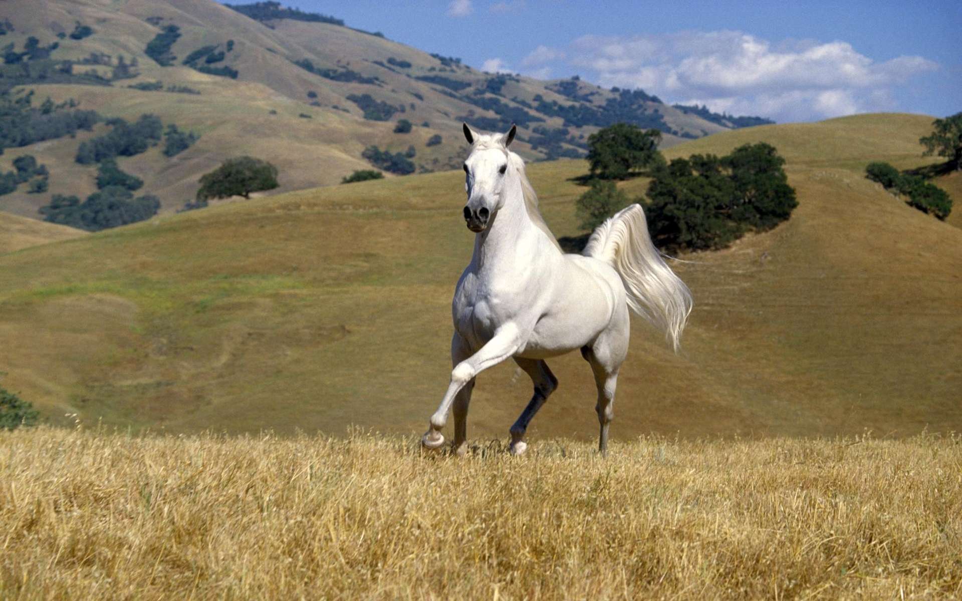 Horse Full HD Wallpaper and Background Image 1920x1200 ID325855