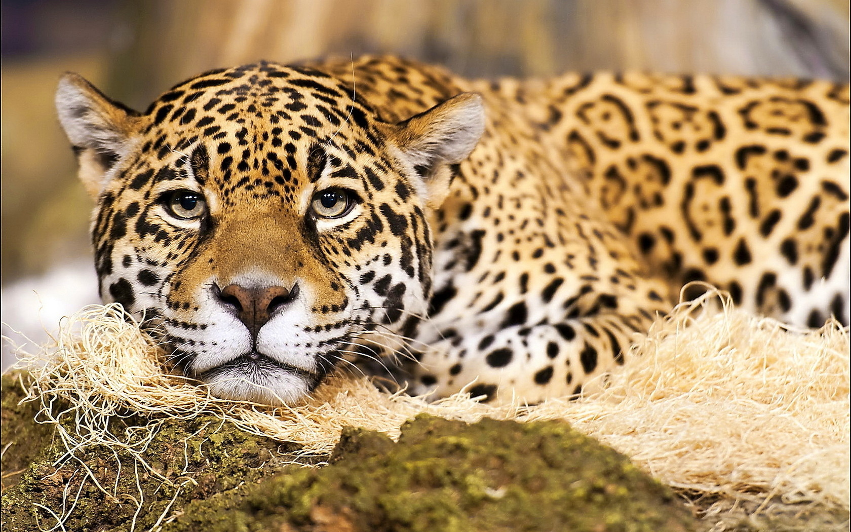 Download Animal Jaguar Wallpaper