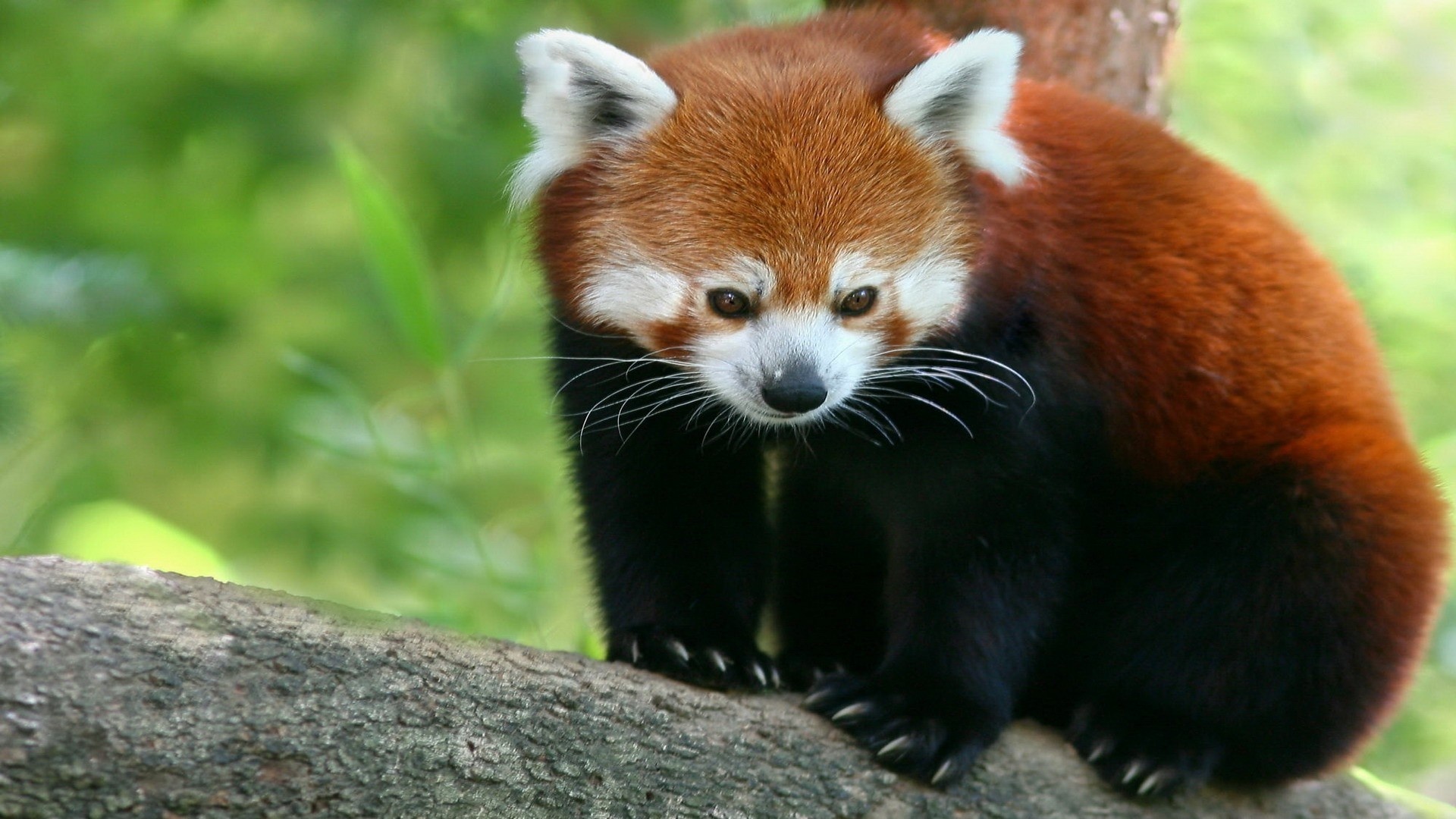 Red Panda HD Wallpaper Background Image 1920x1080 ID331319 Wallpaper Abyss
