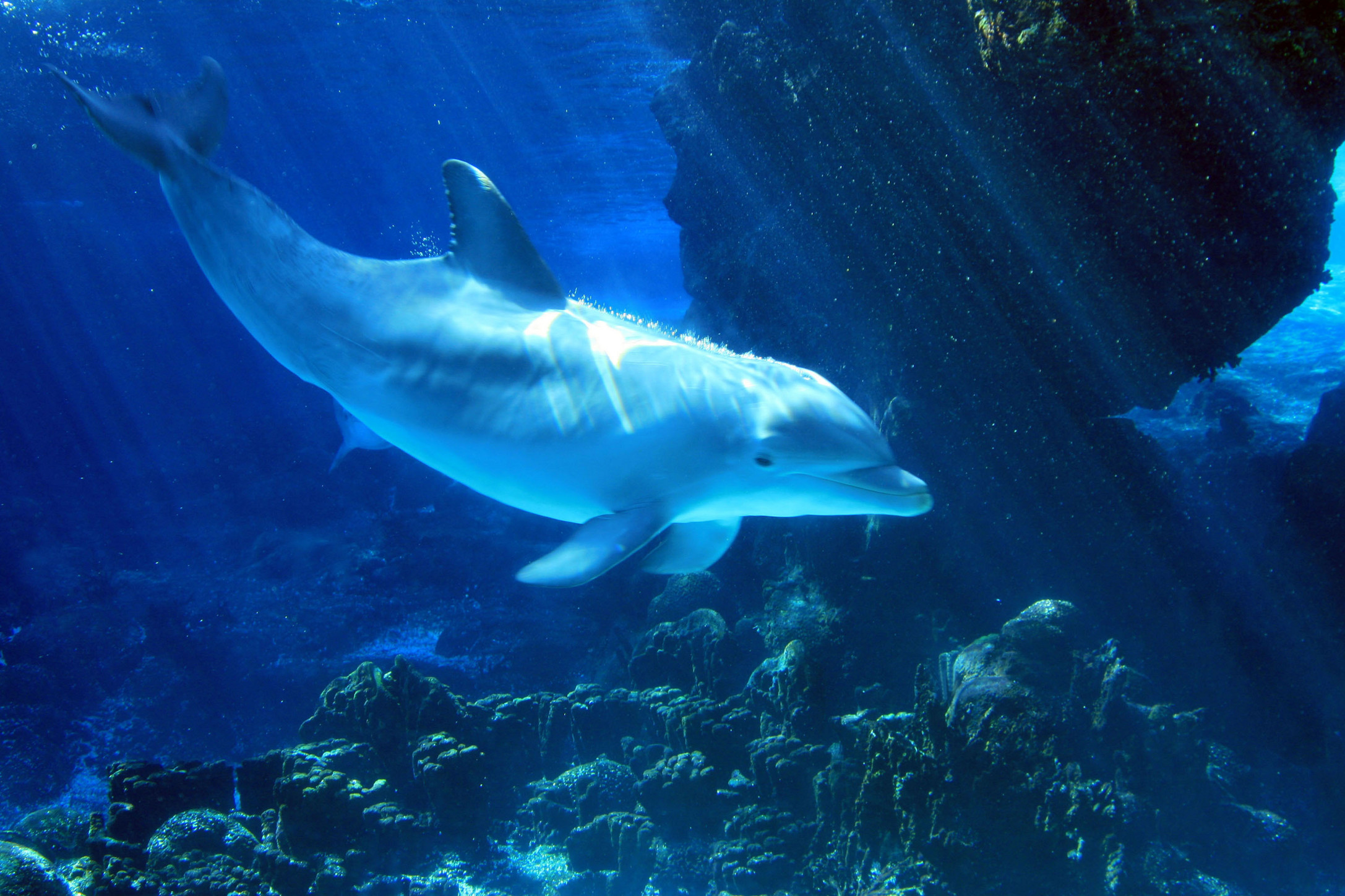 Dolphin HD Wallpaper Background Image 2174x1449 ID