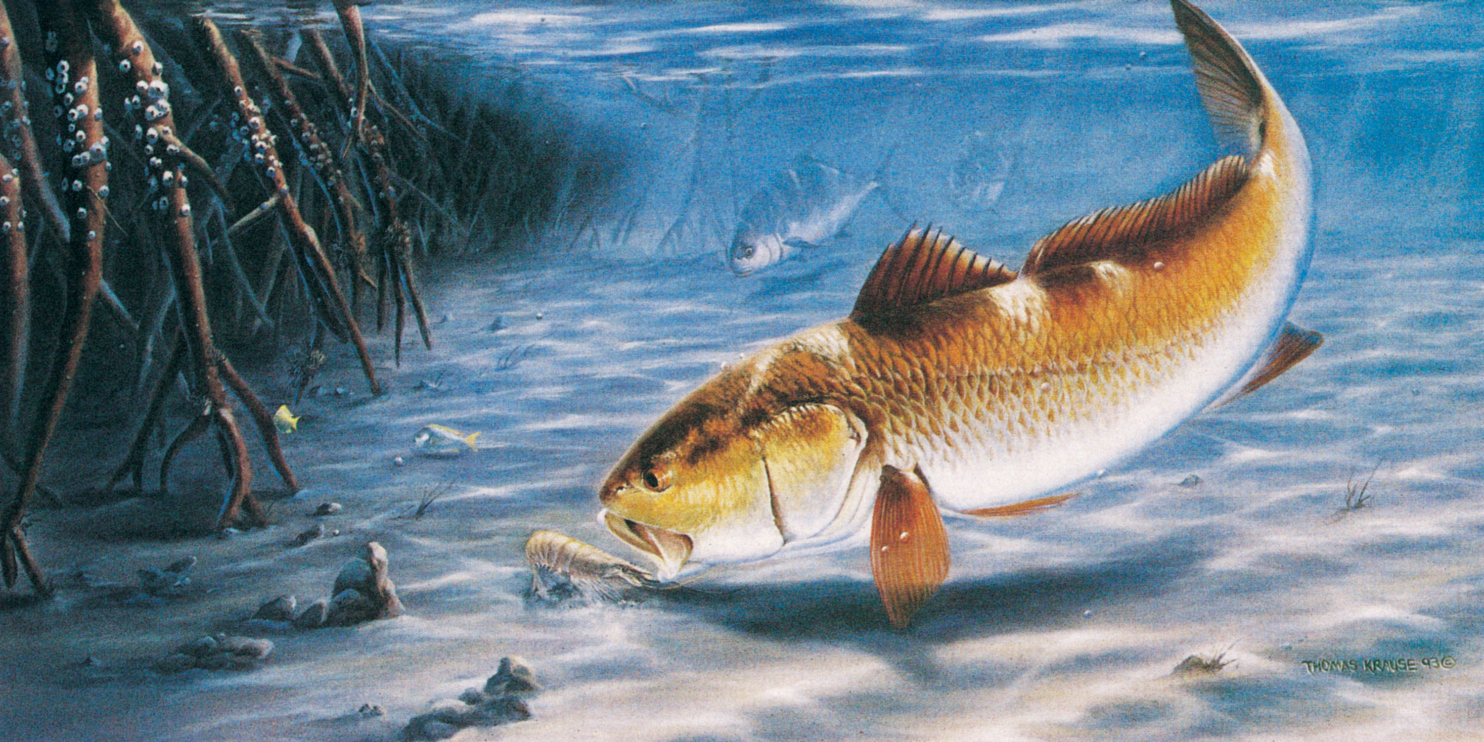 Fish HD Wallpaper