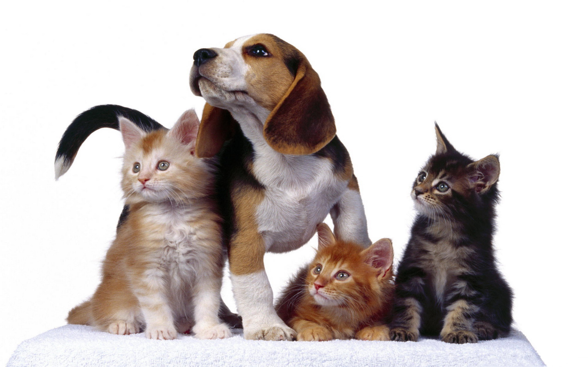 Download Animal Baby HD Wallpaper