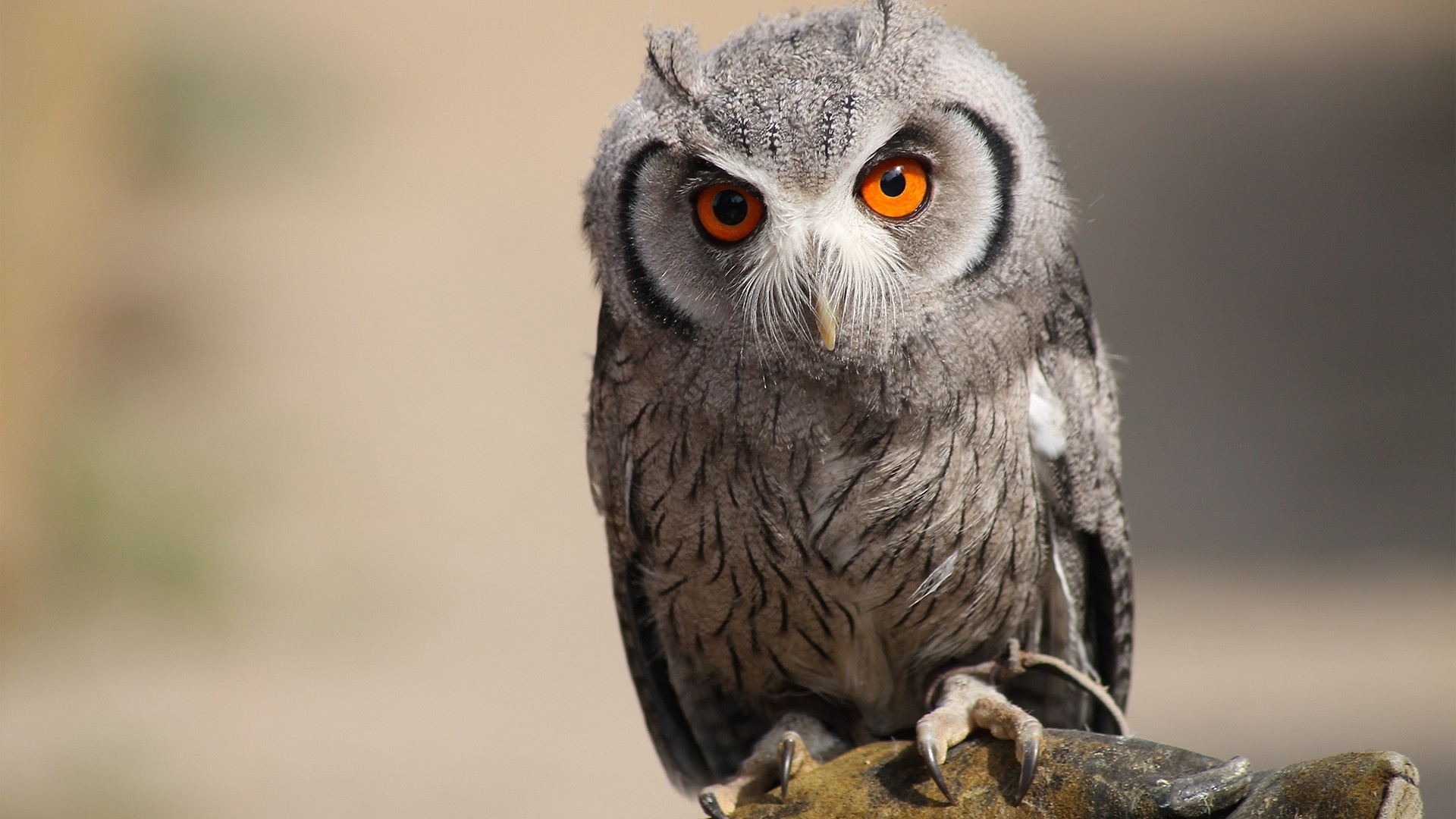 Owl HD Wallpaper Background Image 1920x1080 ID