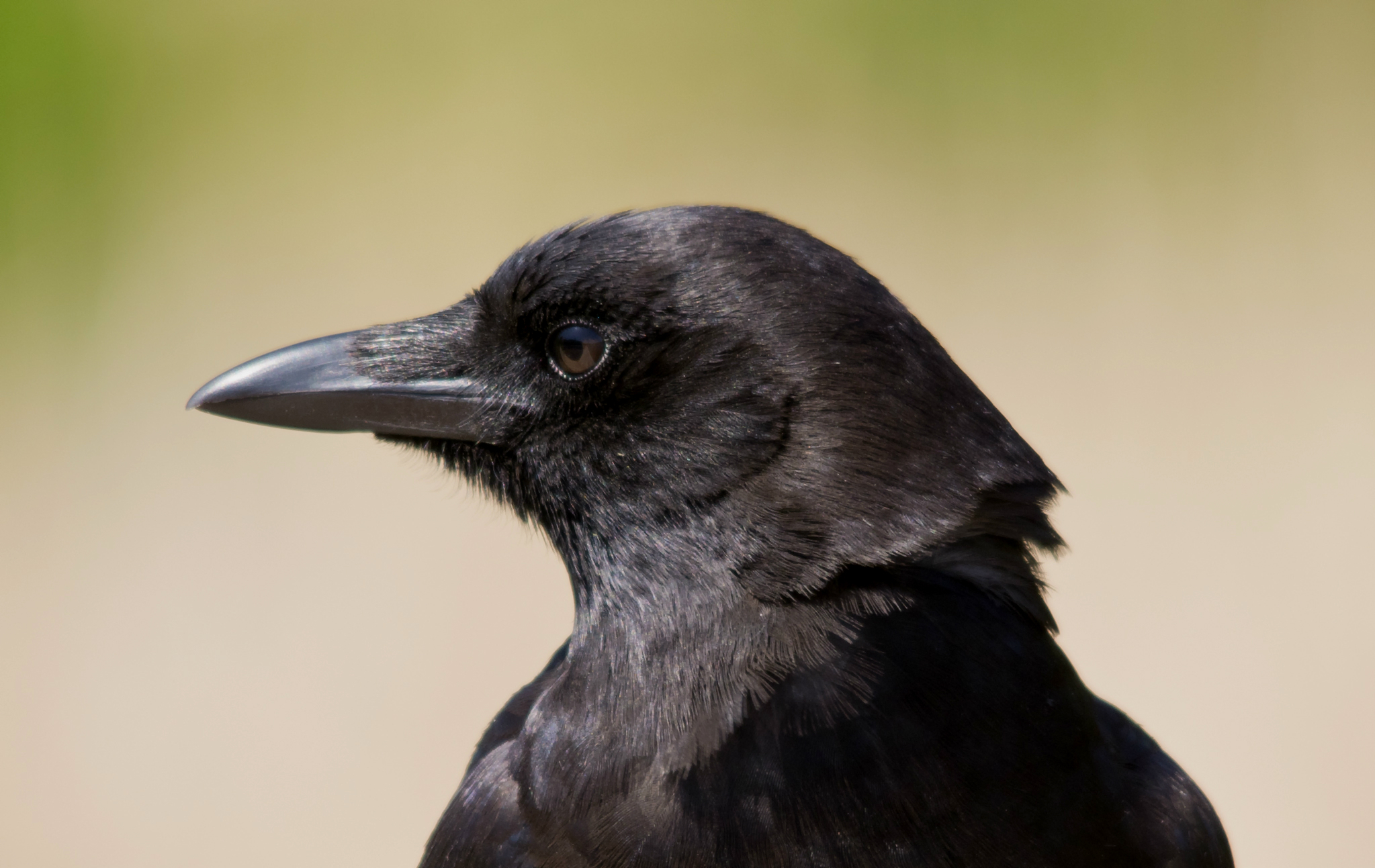 Crow HD Wallpaper Background Image 2047x1293