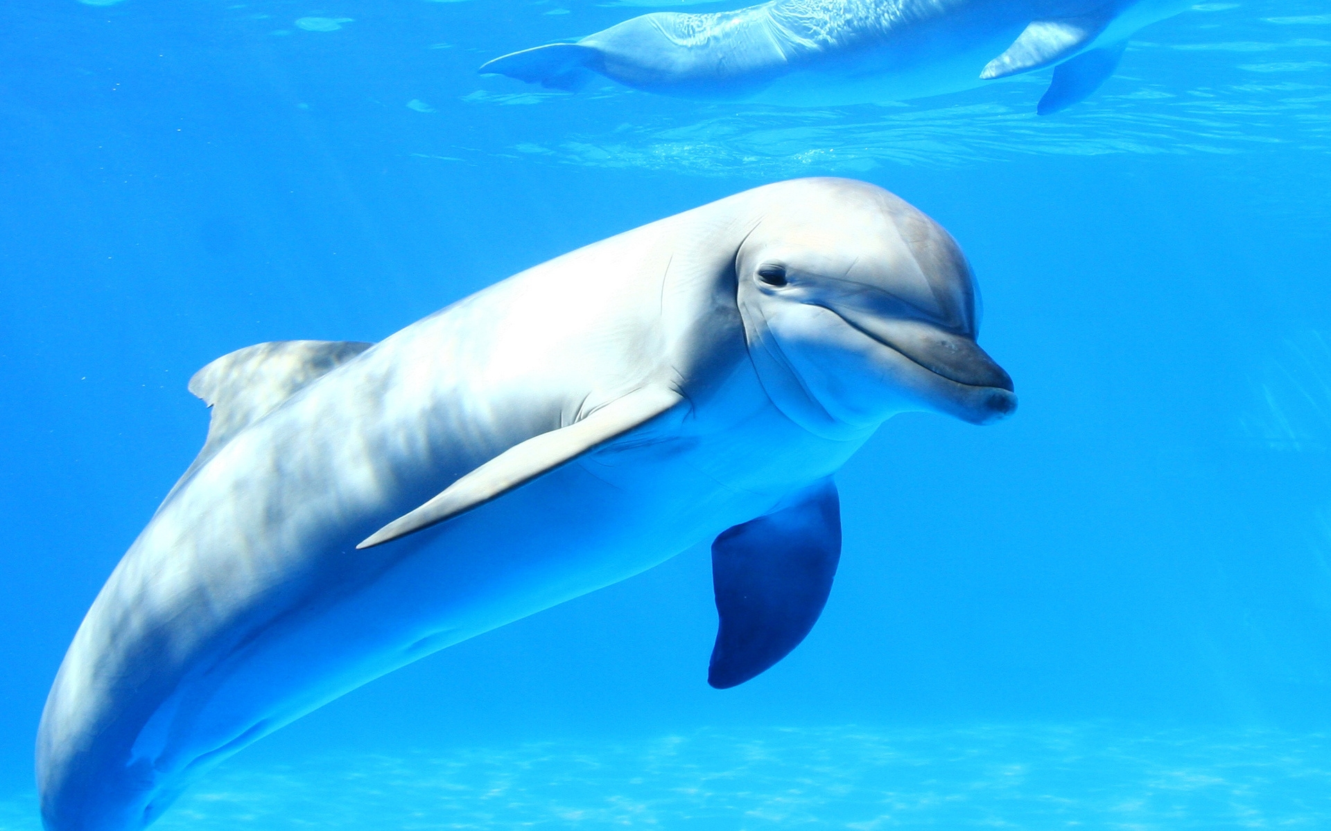 Dolphin Full HD Wallpaper and Background Image 1920x1200 ID339361