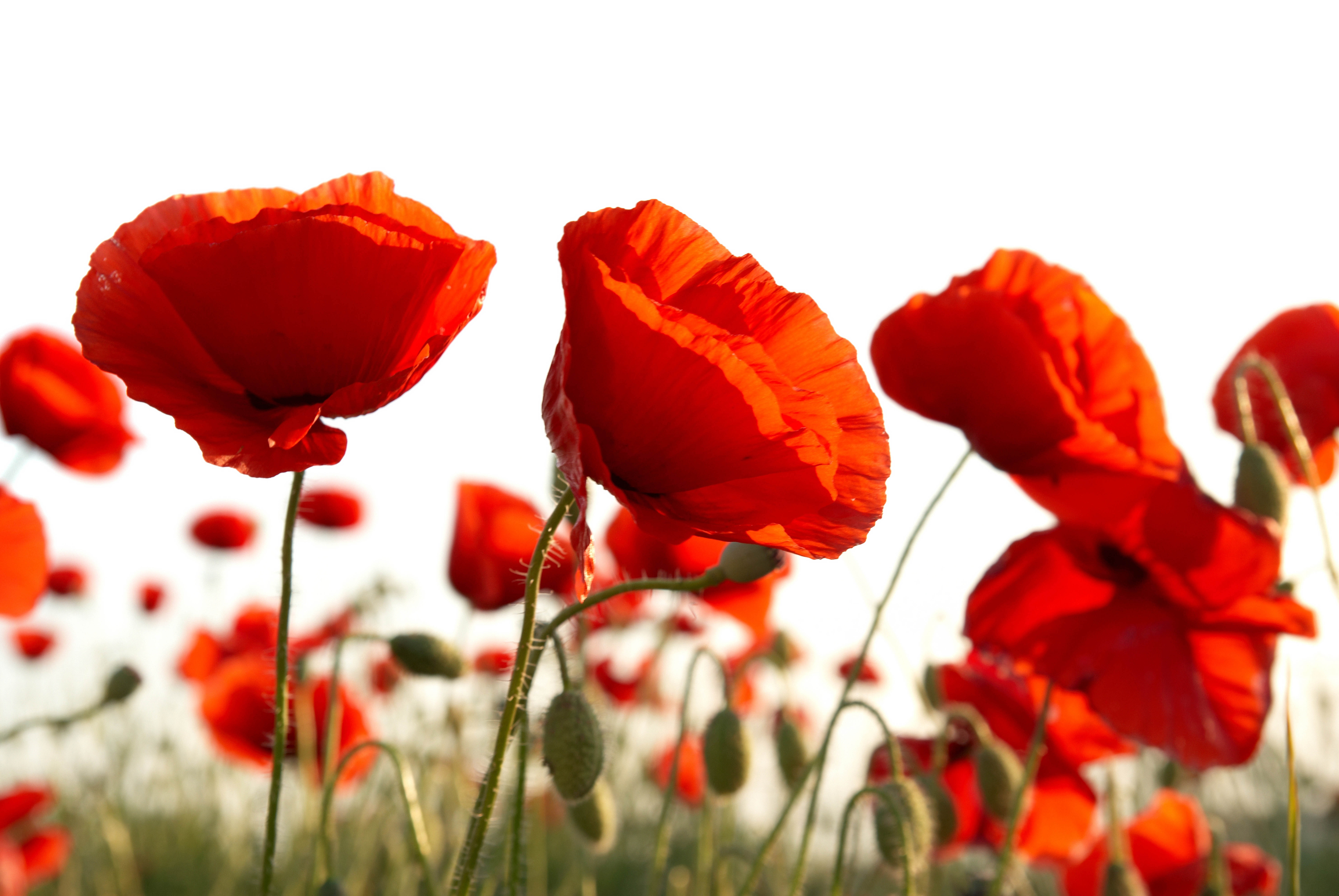 Poppy 8k Ultra HD Wallpaper and Background Image 7744x5184 ID339821