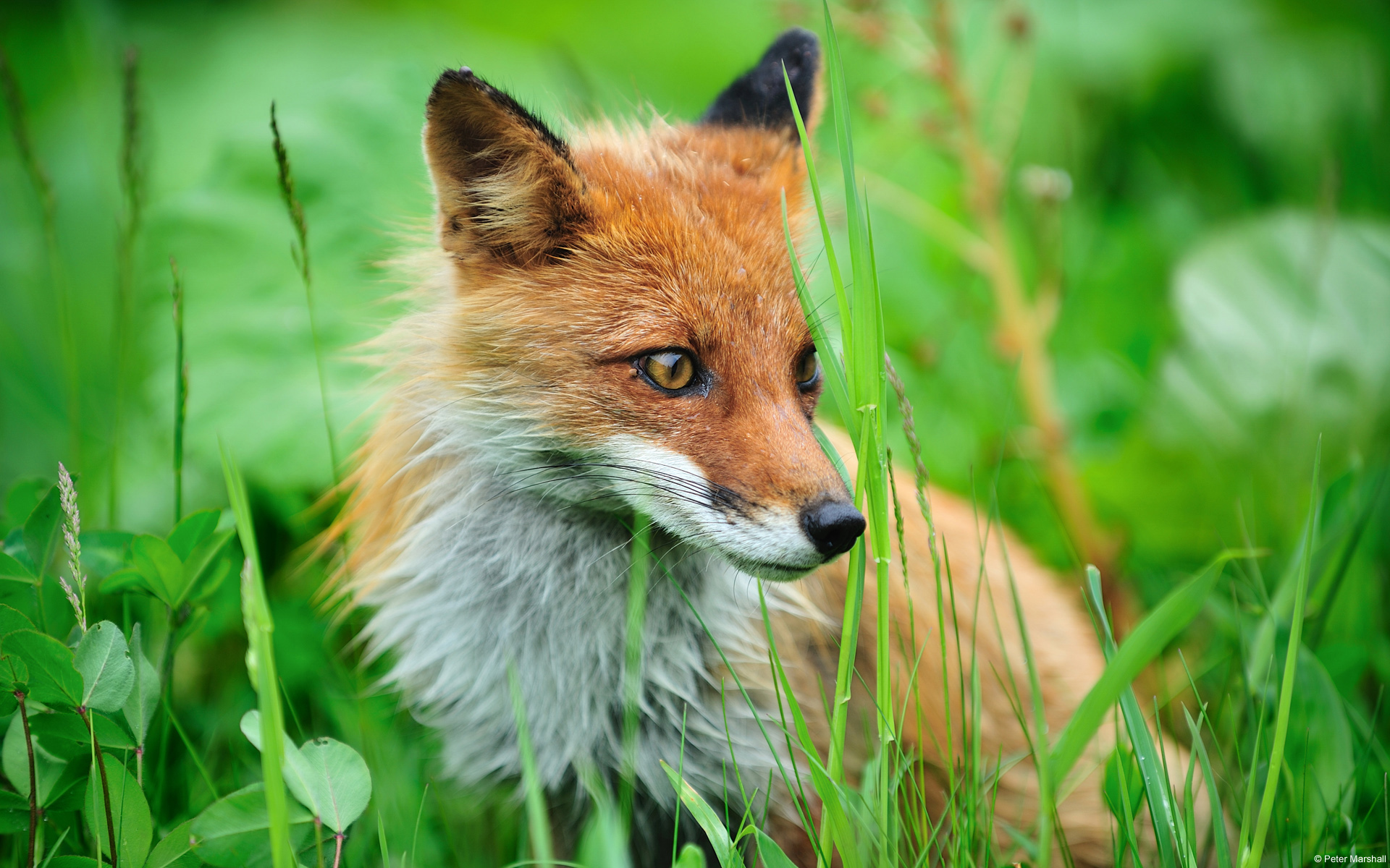 Download Animal Fox HD Wallpaper