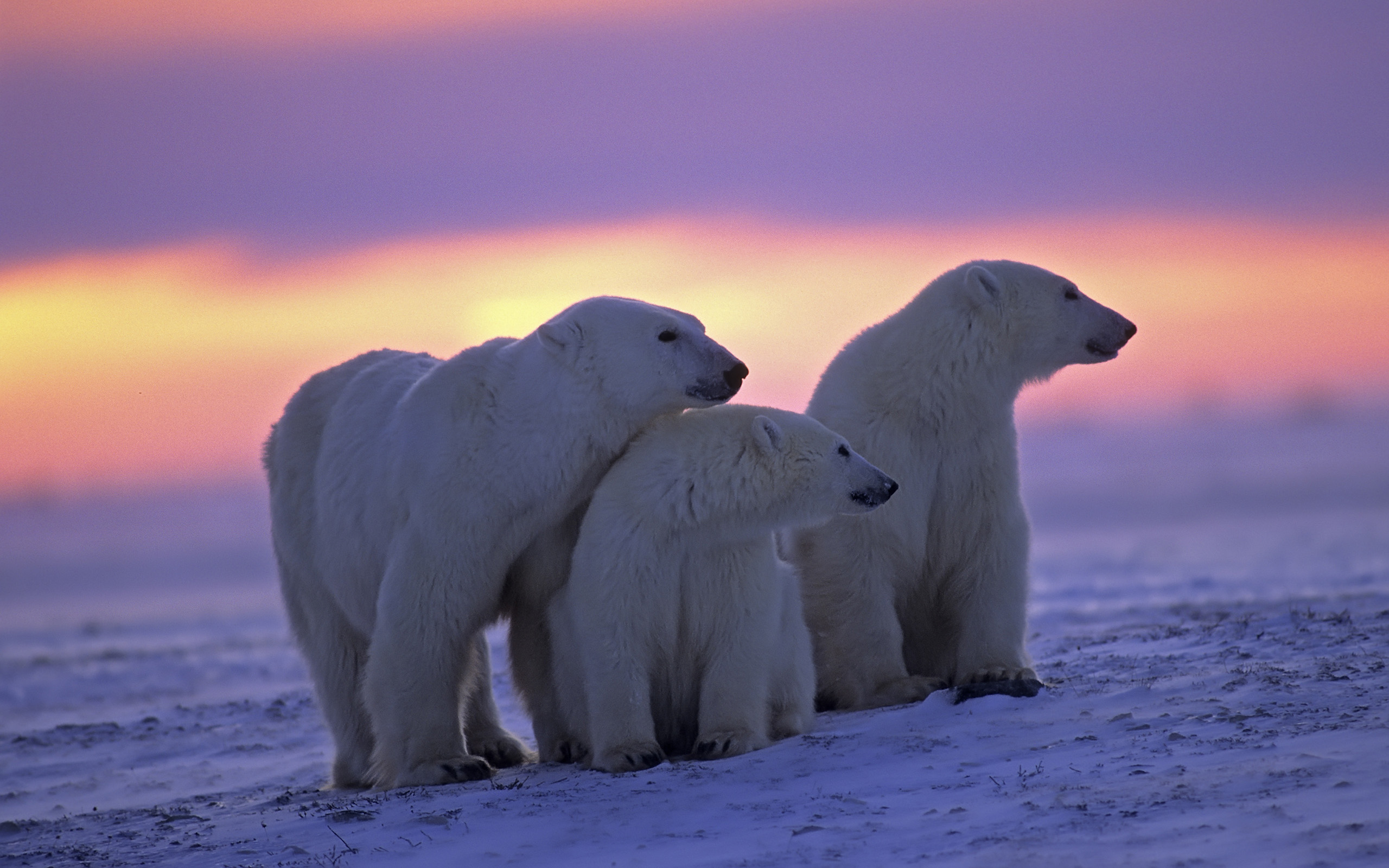Polar Bear HD Wallpaper Background Image 2560x1600
