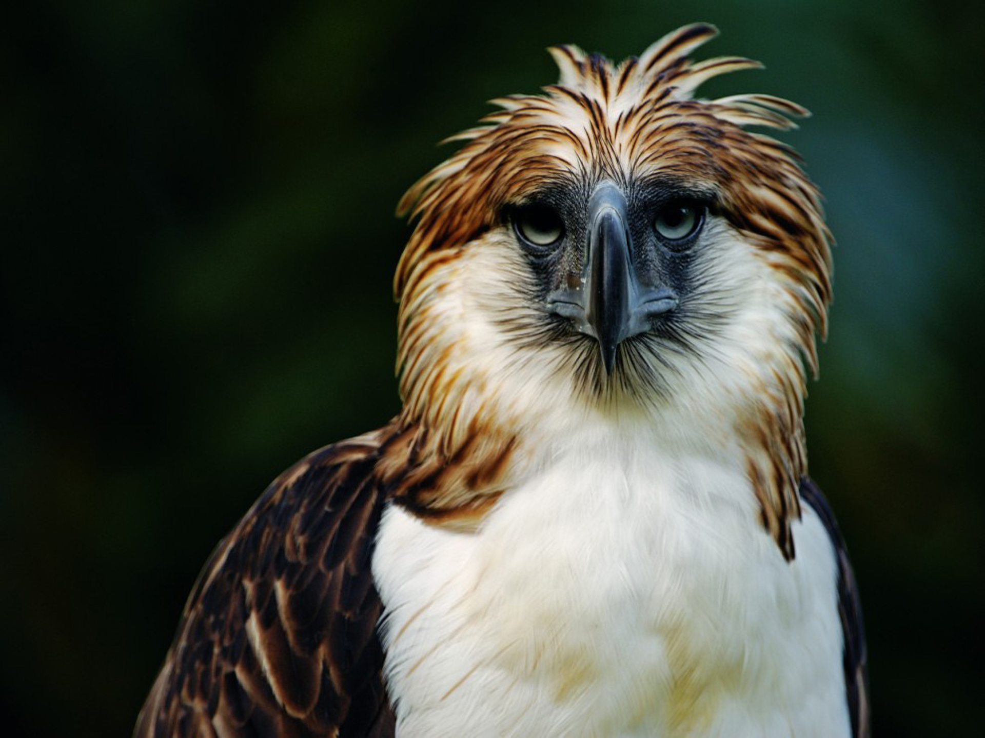 Download The Philippine Eagle Animal Philippine Eagle HD Wallpaper