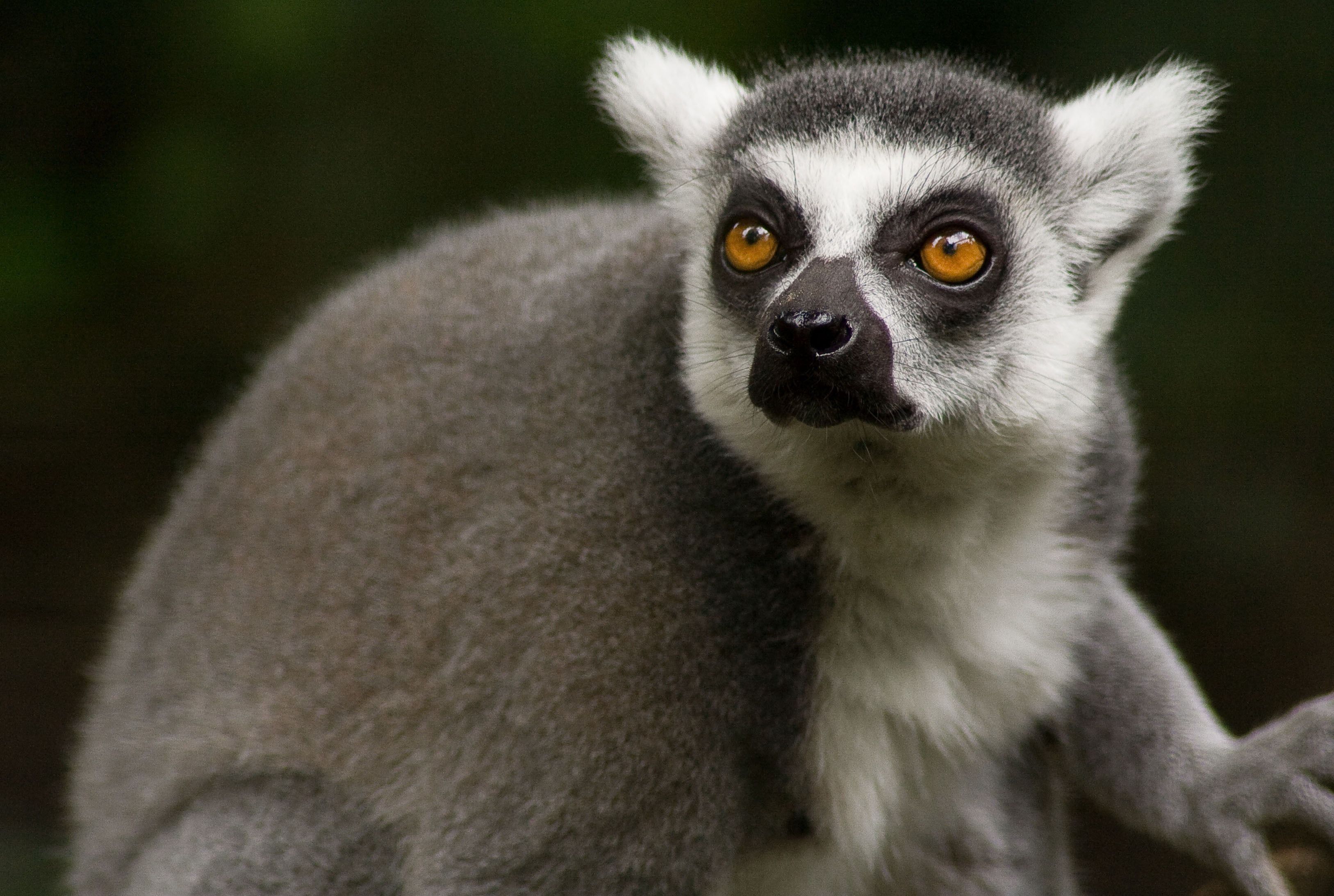 Animal Lemur HD Wallpaper
