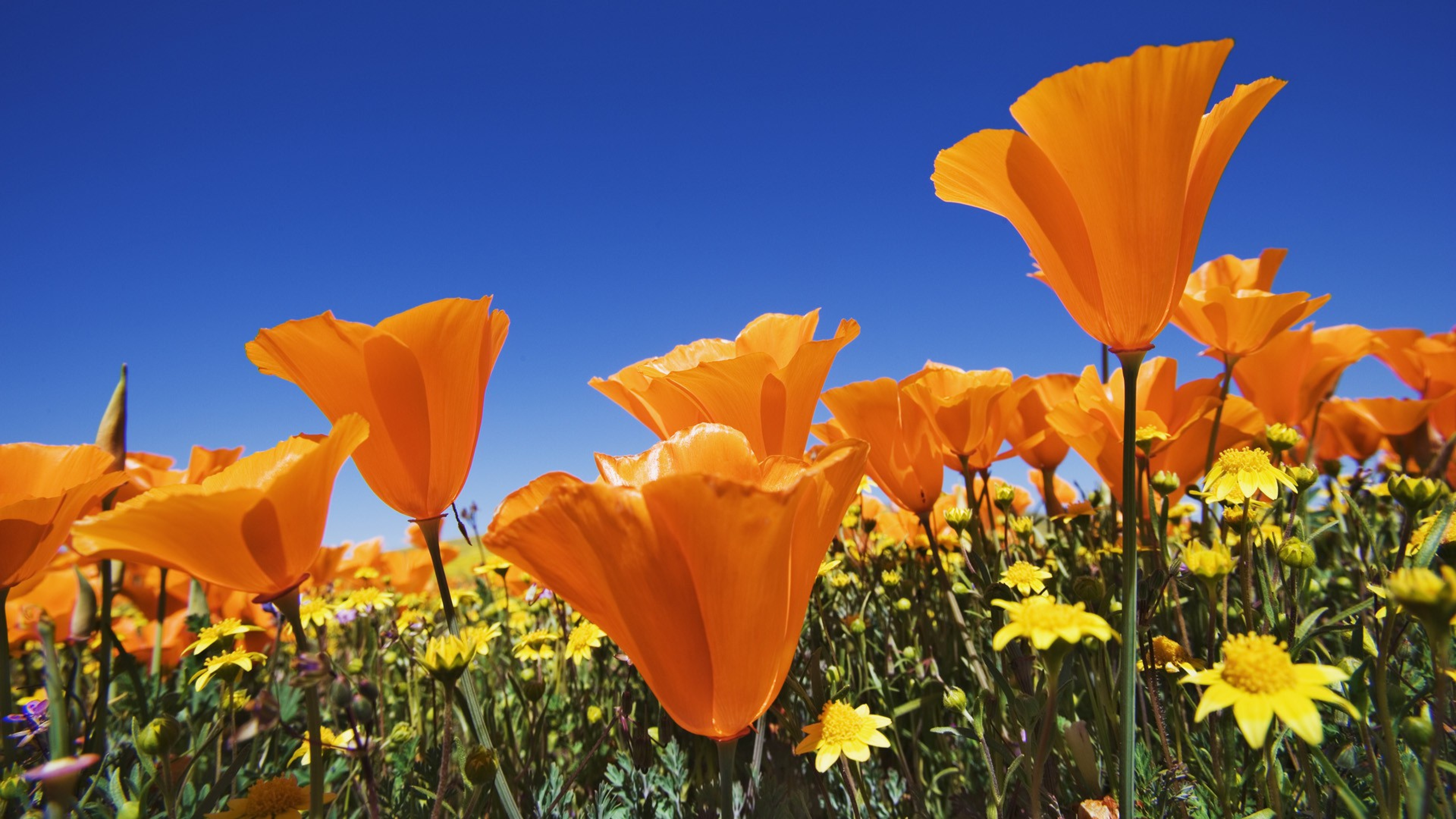 Download Orange Flower Orange (Color) Nature Flower Poppy 4k Ultra HD