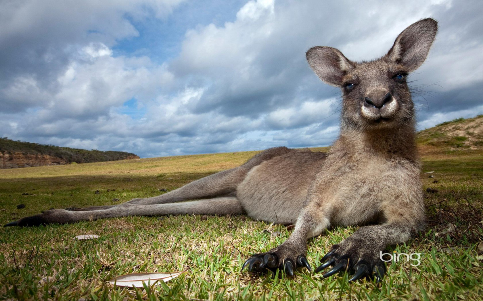 Kangaroo Wallpaper and Background Image 1680x1050
