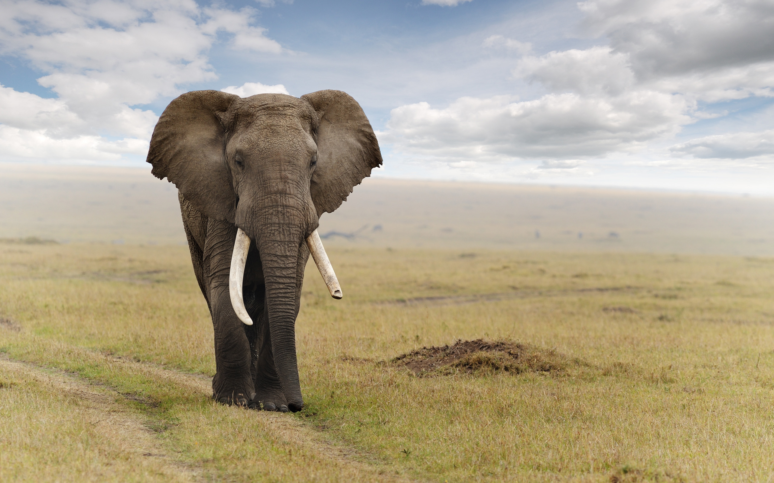 Download Animal African Bush Elephant HD Wallpaper