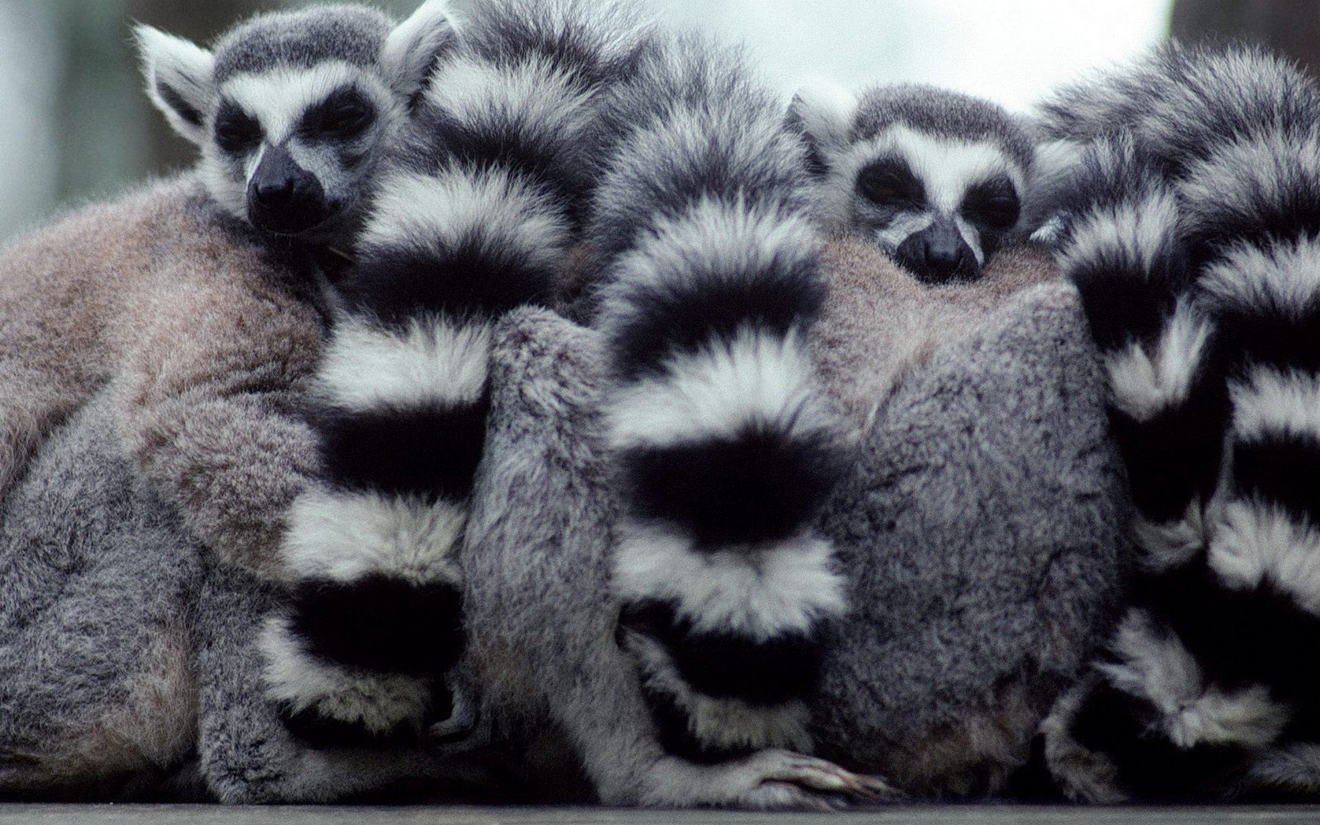 Download Animal Lemur HD Wallpaper