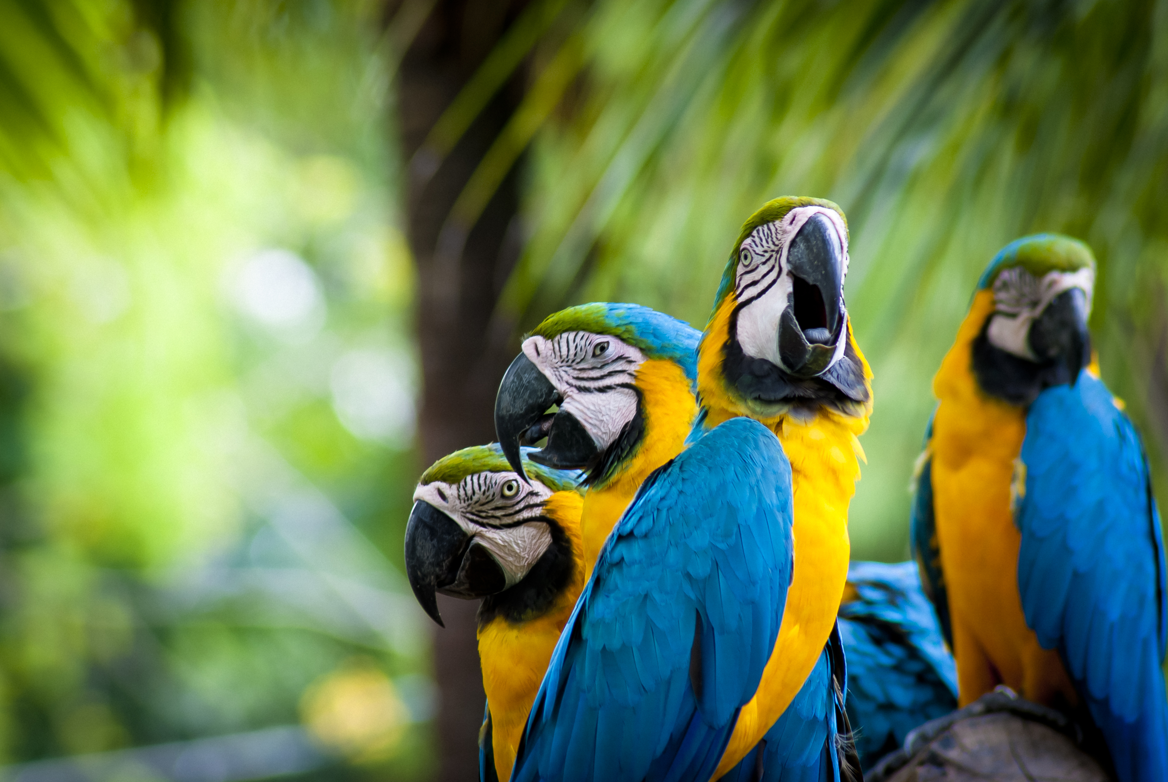 Blueandyellow Macaw Computer Wallpapers, Desktop Backgrounds