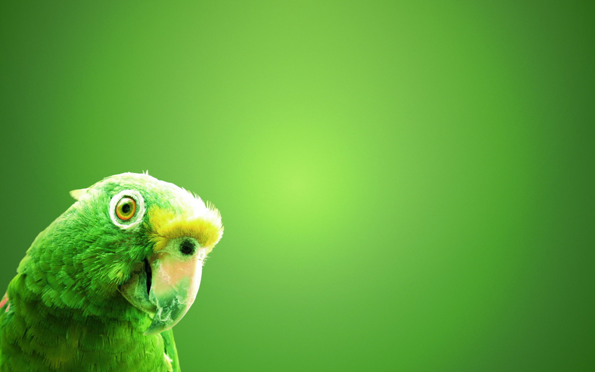 Download Green Bird Animal Parrot HD Wallpaper