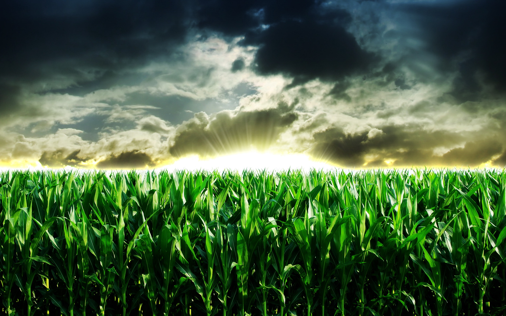 Cornfield Full HD Wallpaper and Background Image 1920x1200 ID357569