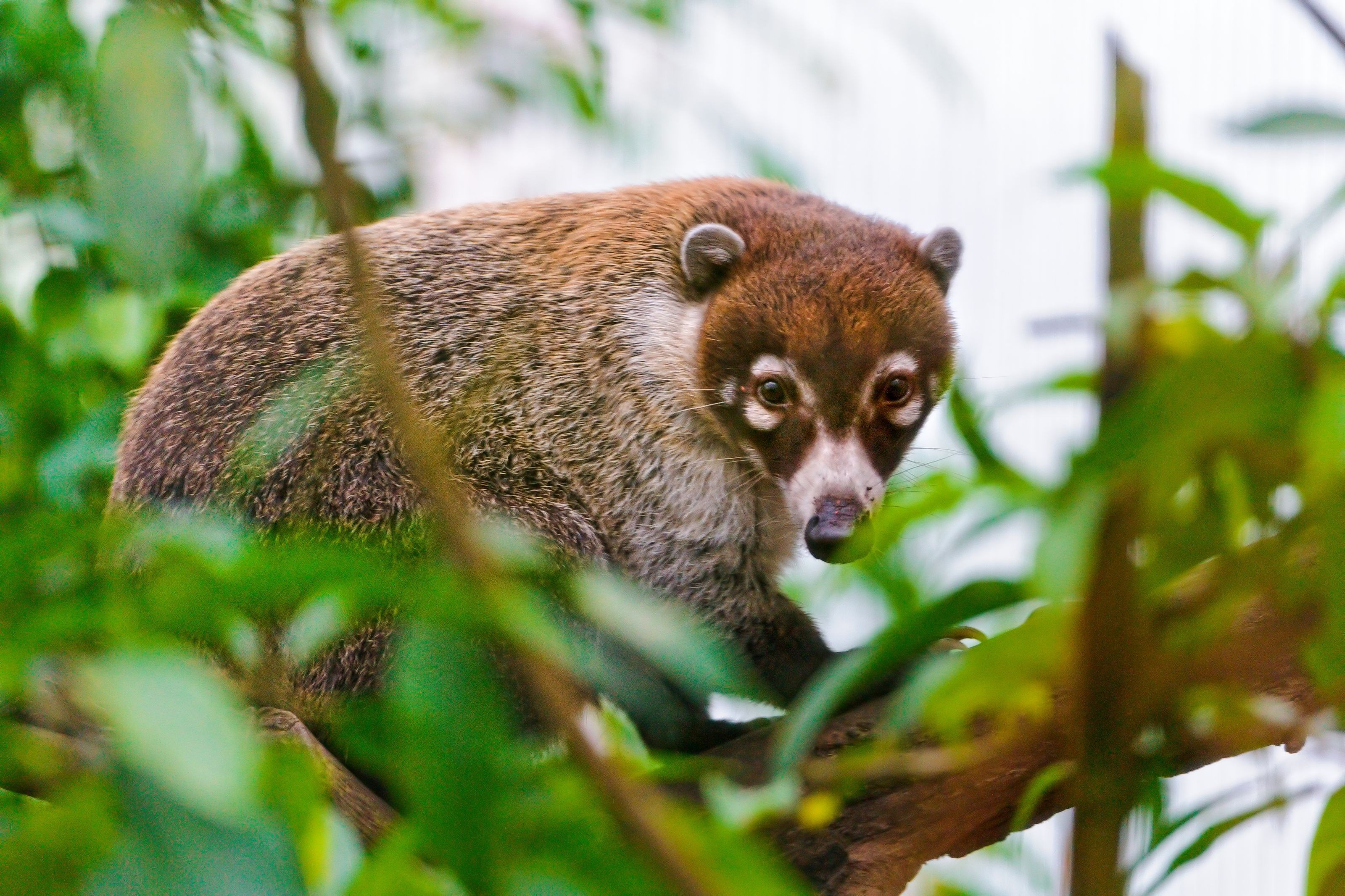 Coati HD Wallpapers and Backgrounds