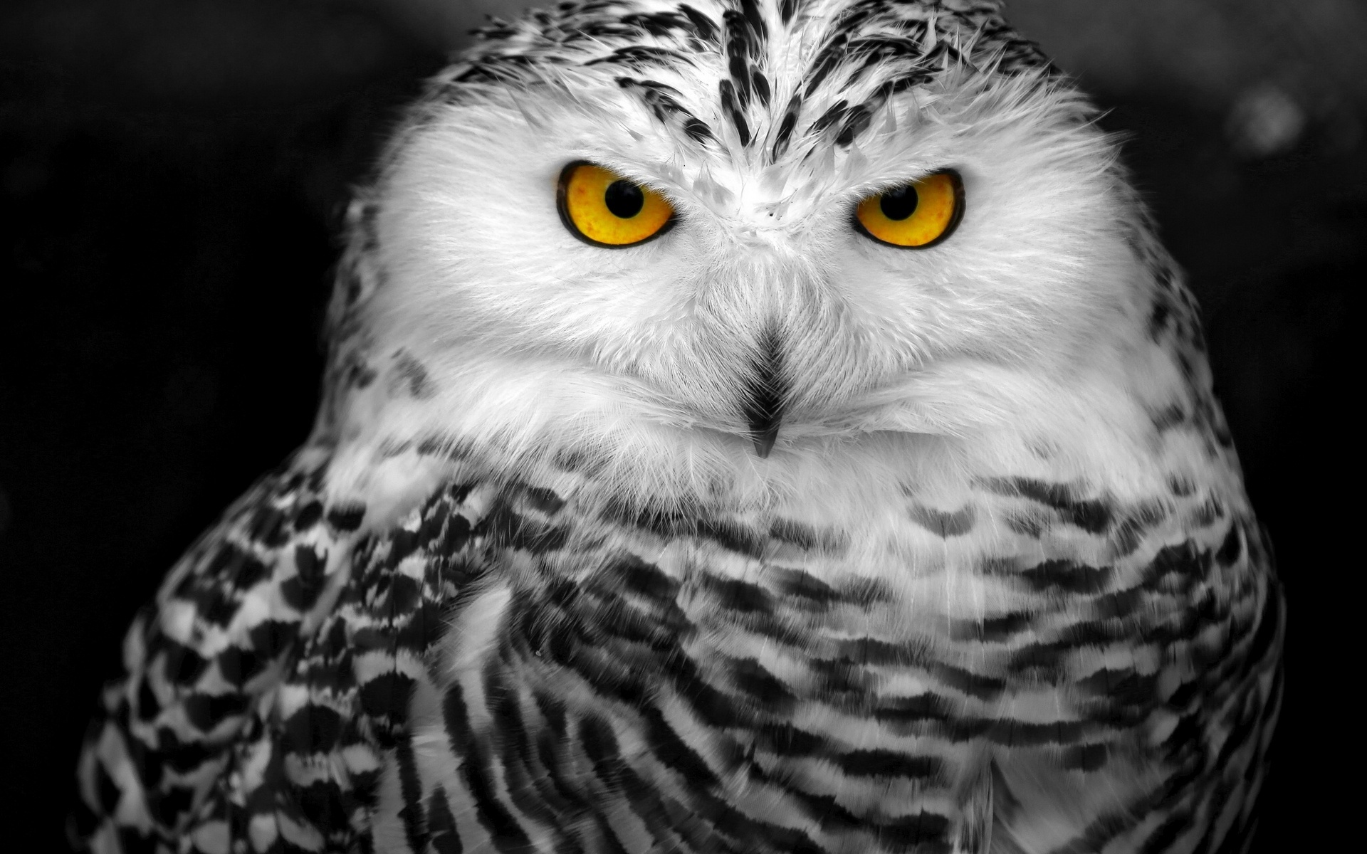 Download Yellow Eyes Owl Bird Animal Snowy Owl HD Wallpaper