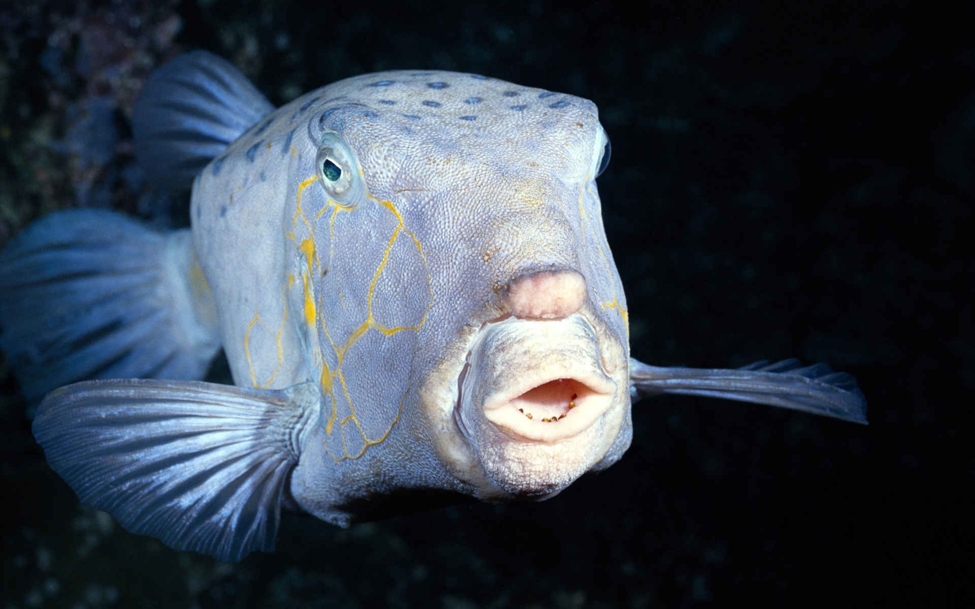 Fish HD Wallpaper Background Image 1920x1200 ID359019