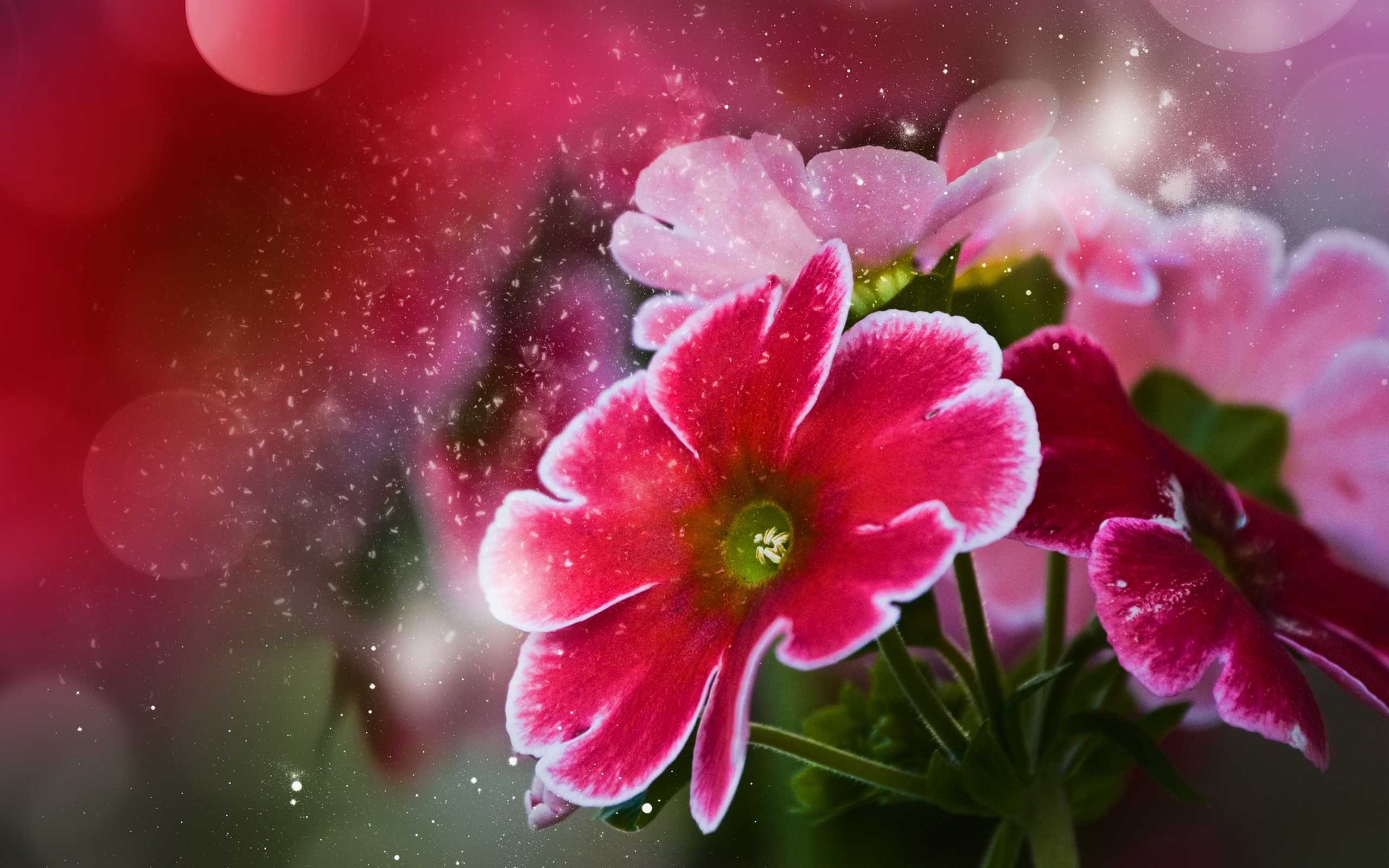 Download Nature Flower HD Wallpaper