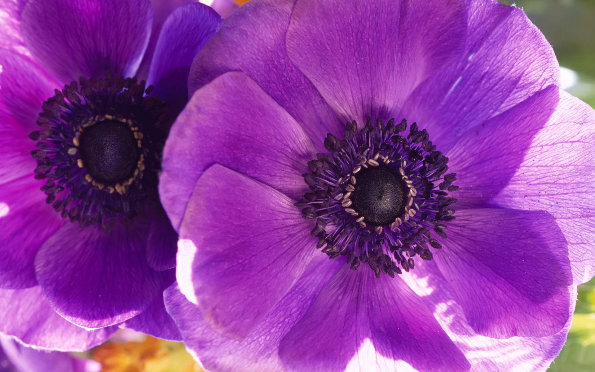 80+ Anemone HD Wallpapers and Backgrounds