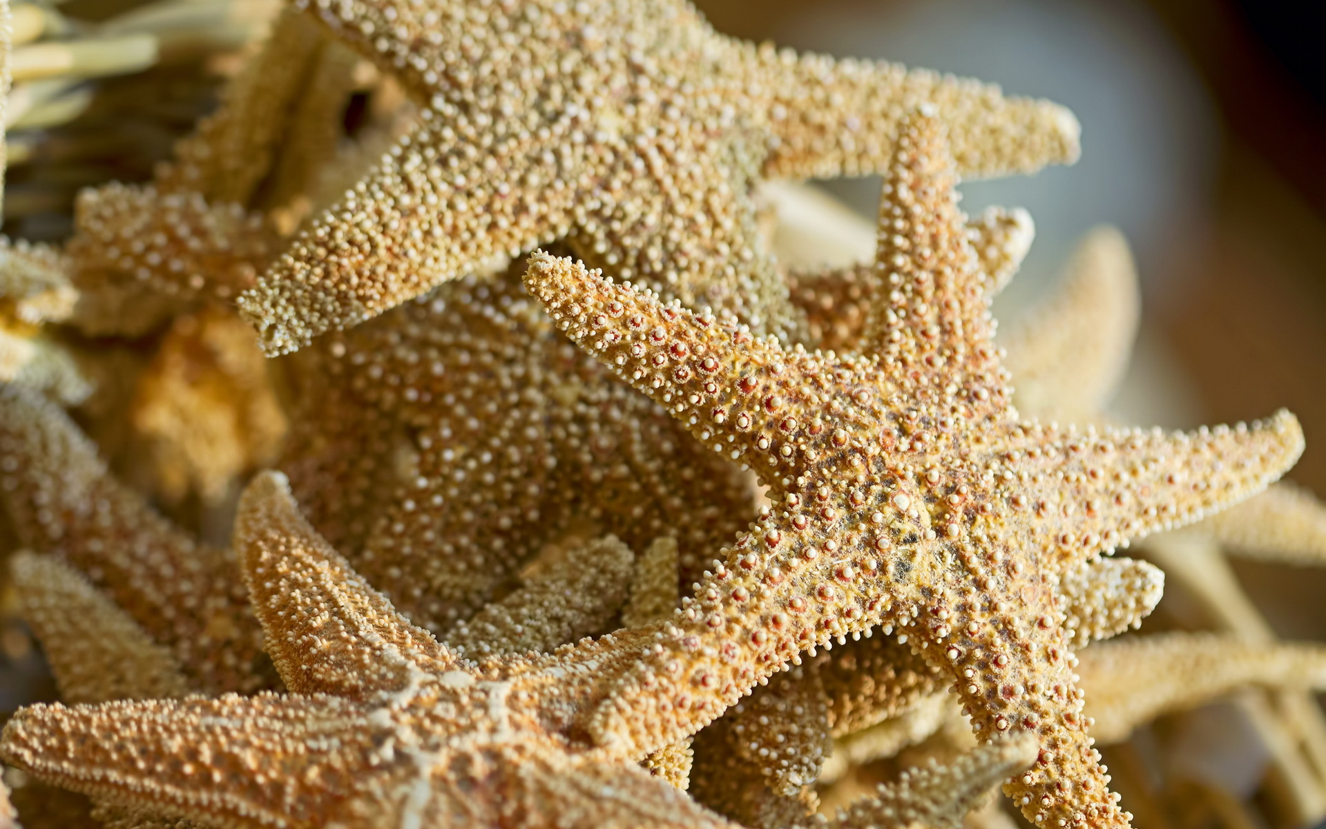 Starfish Computer Wallpapers, Desktop Backgrounds 1920x1200 Id 366813