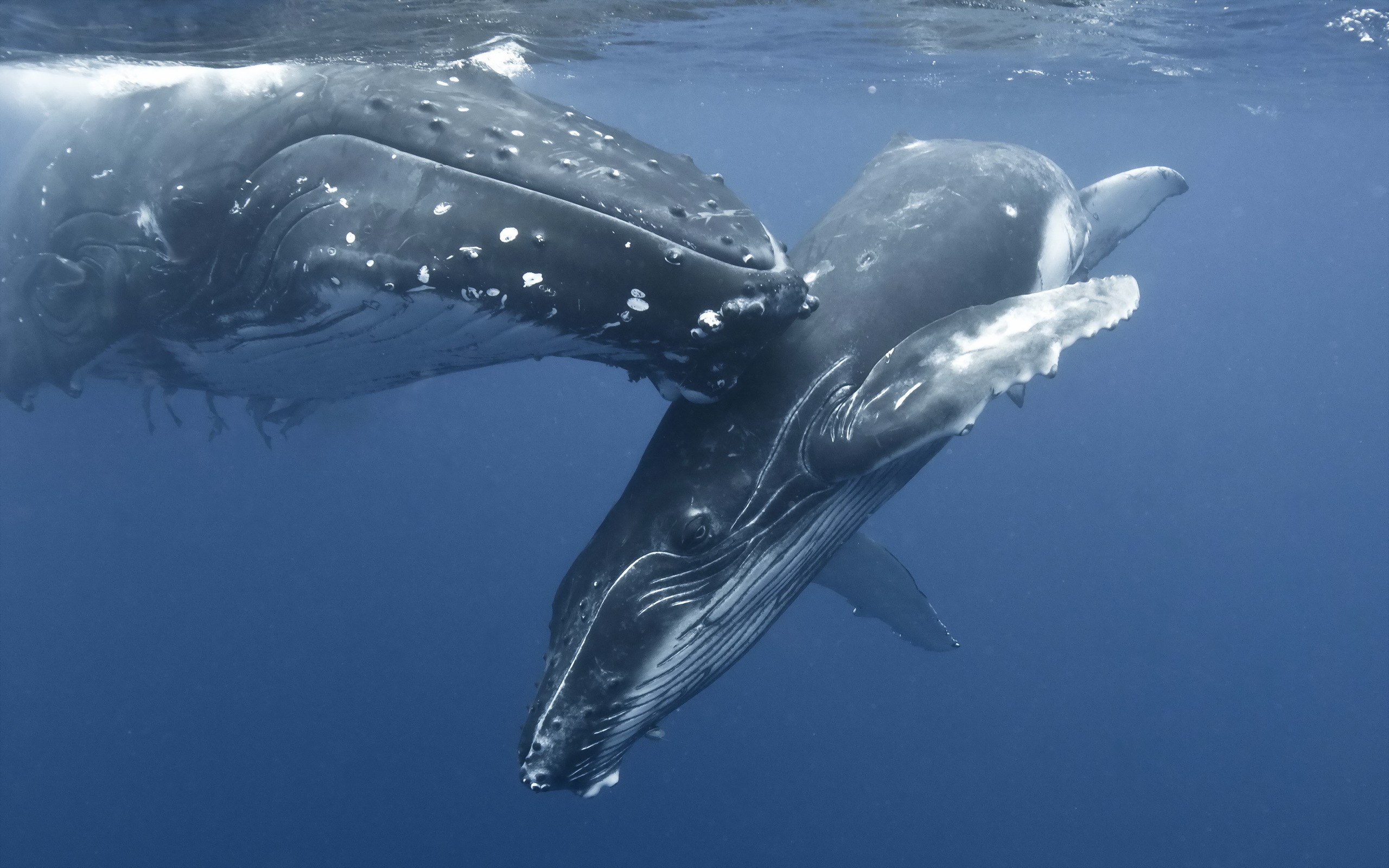 Whale HD Wallpaper Background Image 2560x1600 ID367177