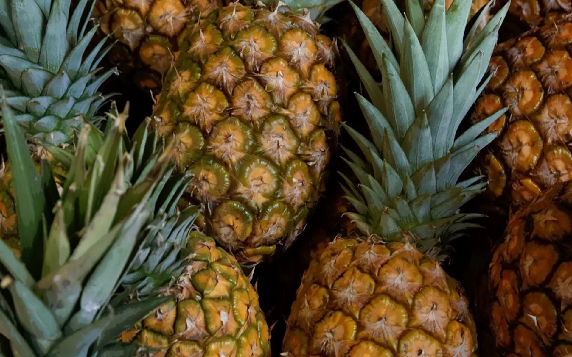 Pineapple Full HD Wallpaper and Background Image 1920x1200 ID367405
