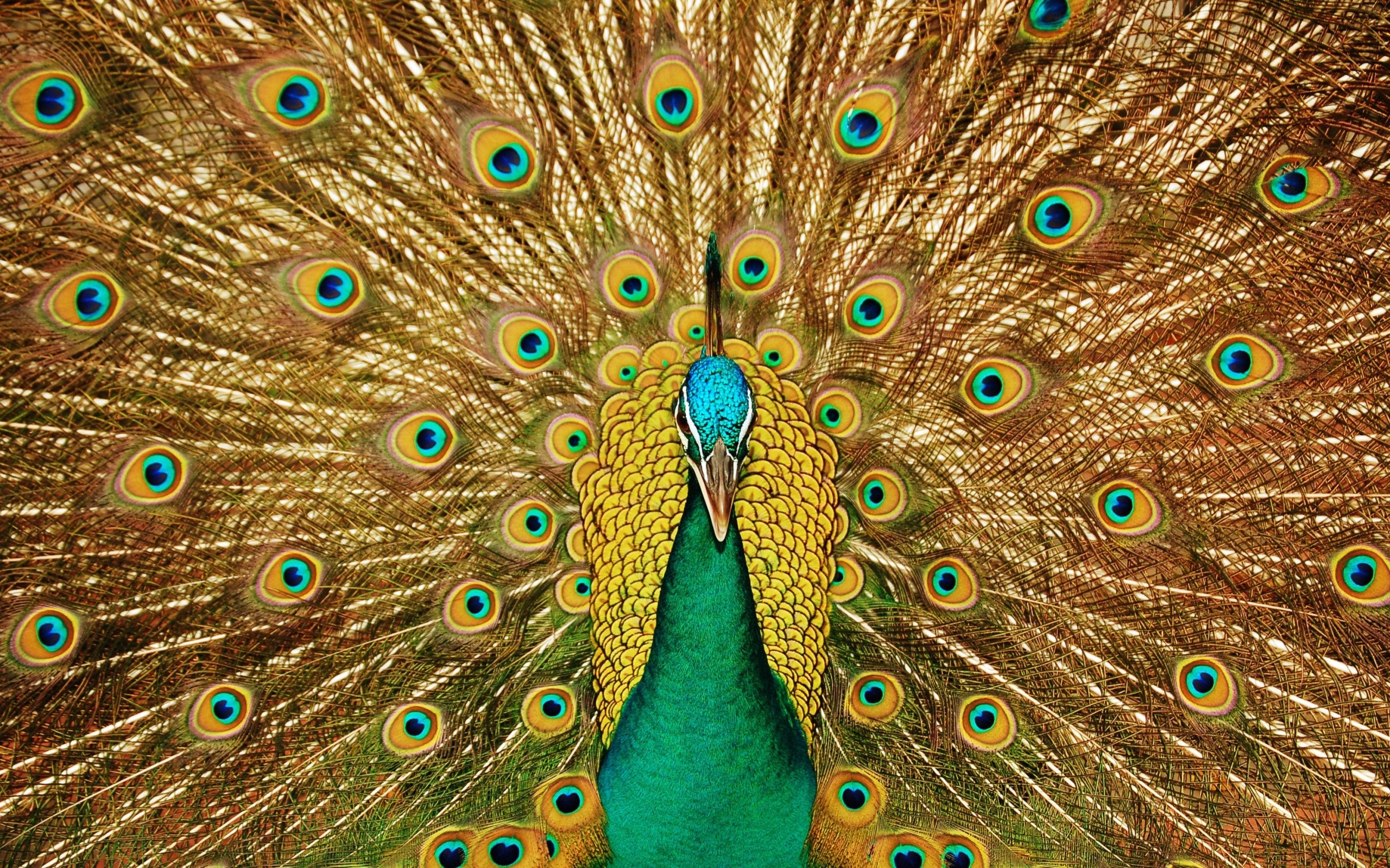 140+ Peacock HD Wallpapers and Backgrounds