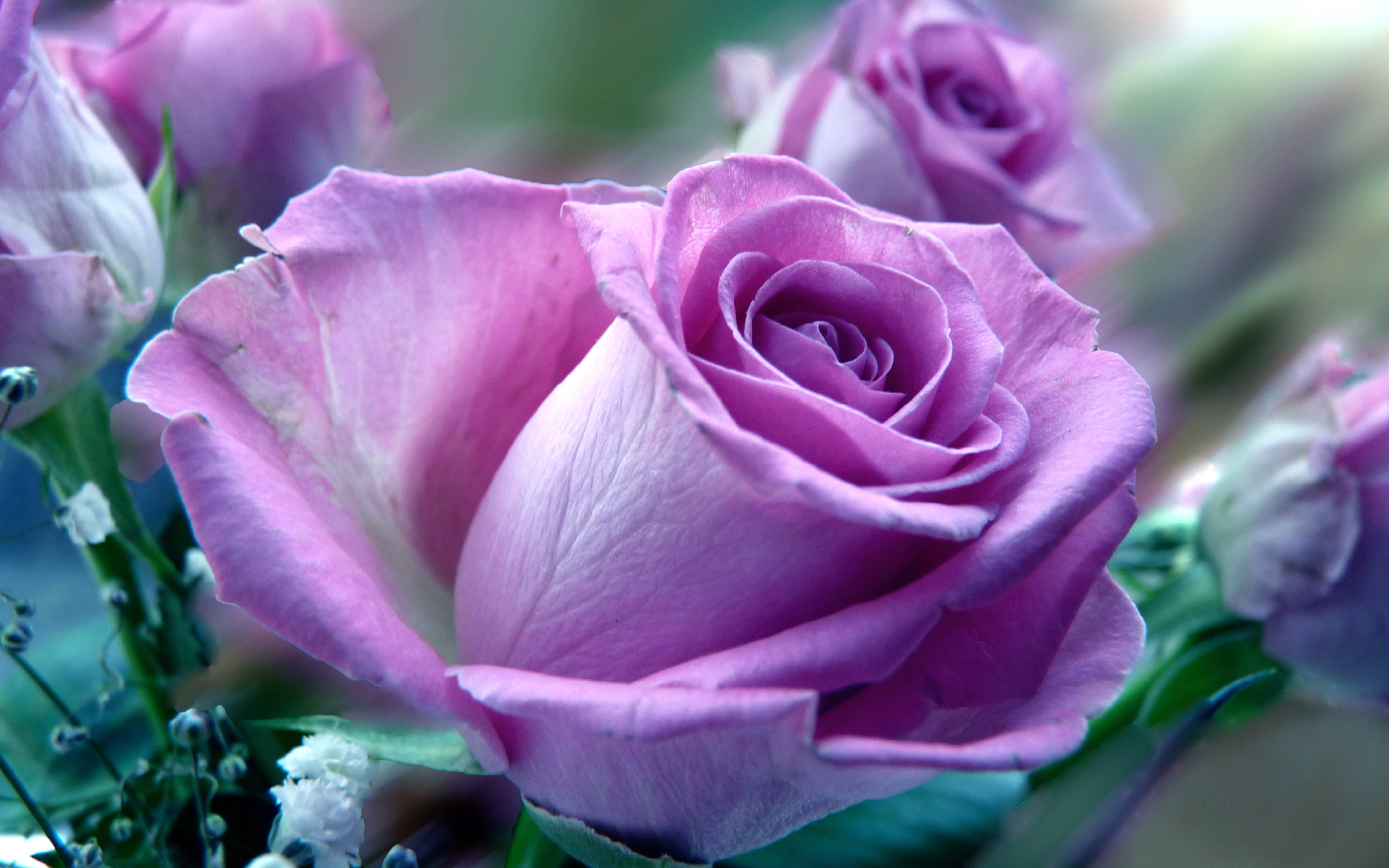 Vivid Rose Blossoms HD Wallpaper