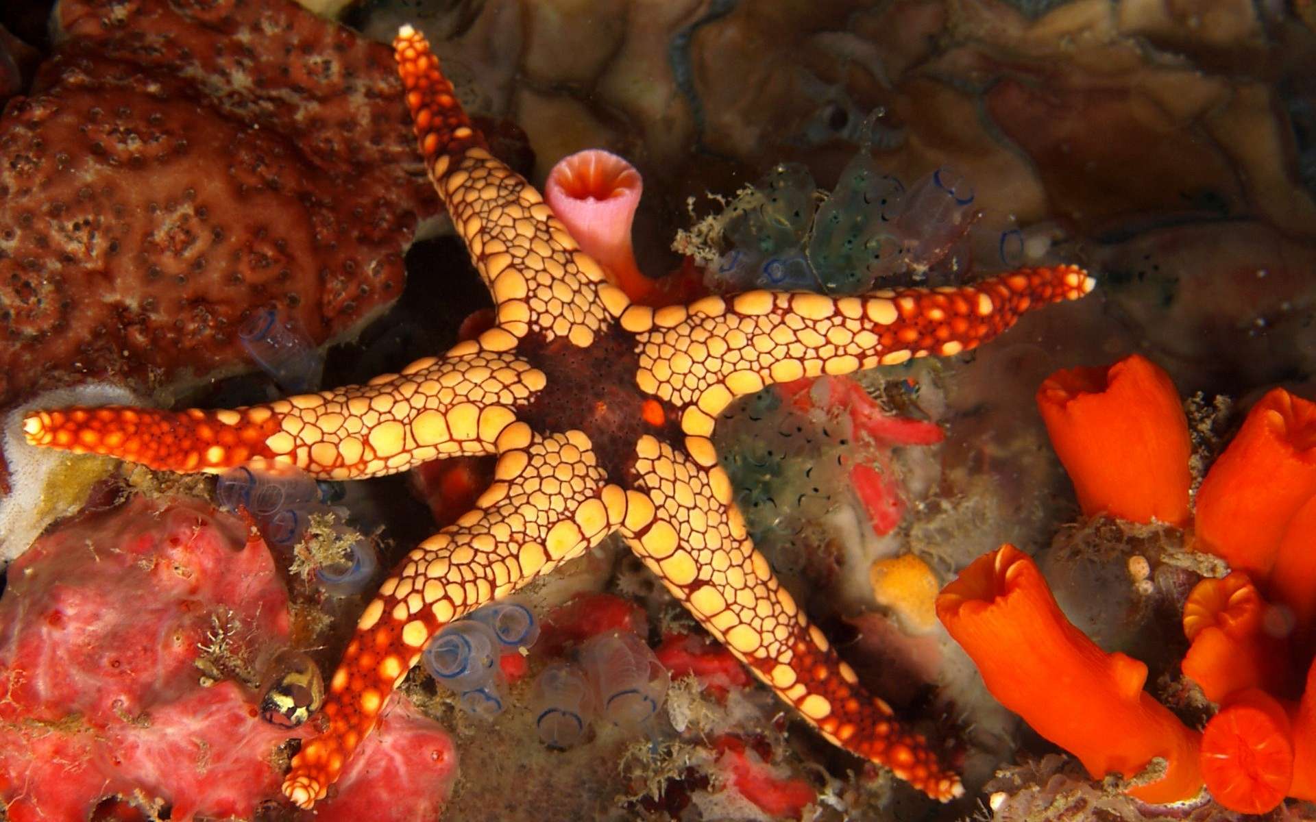 Starfish HD Wallpaper Background Image 1920x1200