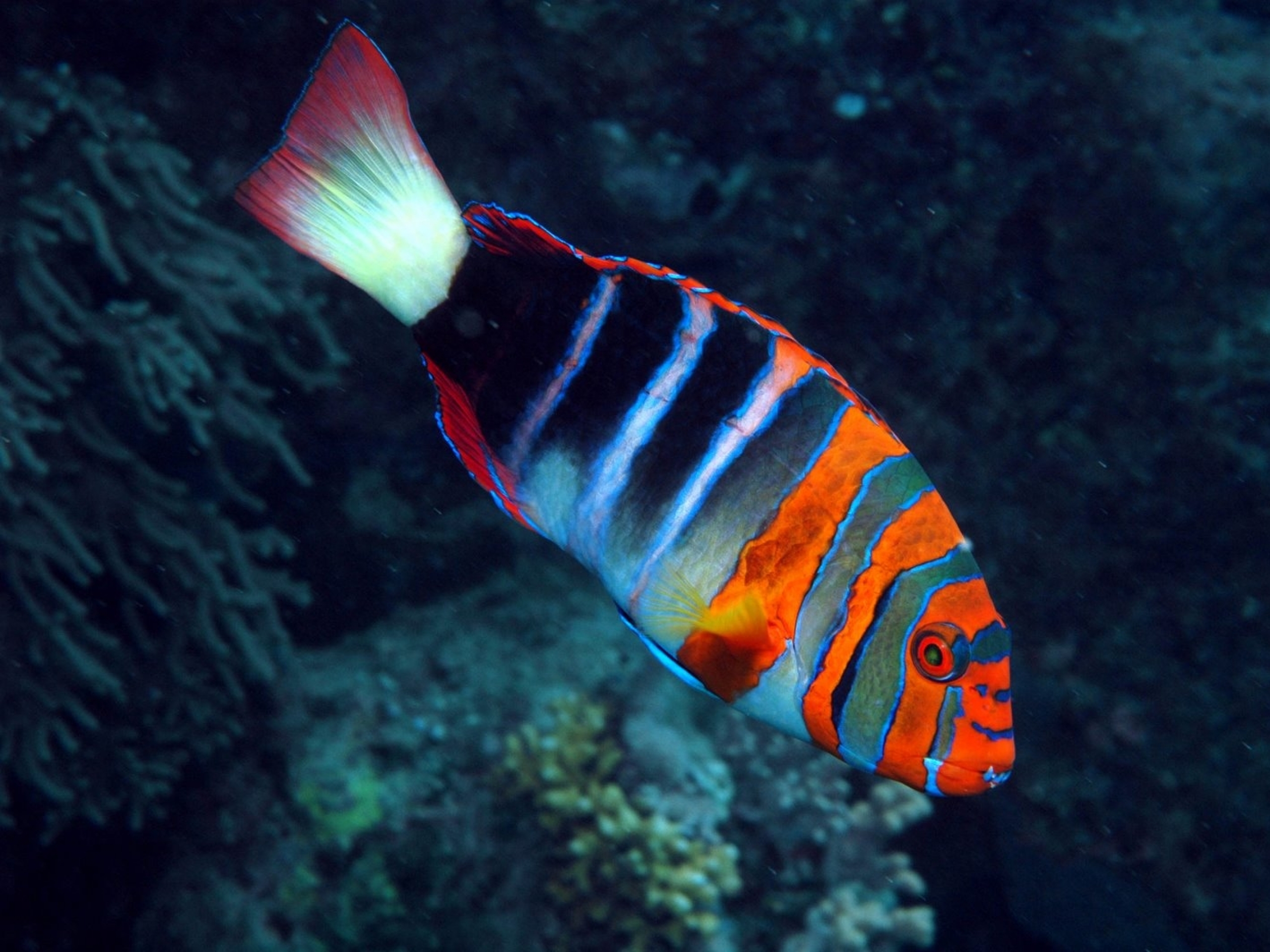 Harlequin Tuskfish Full HD Wallpaper and Background Image 2560x1920