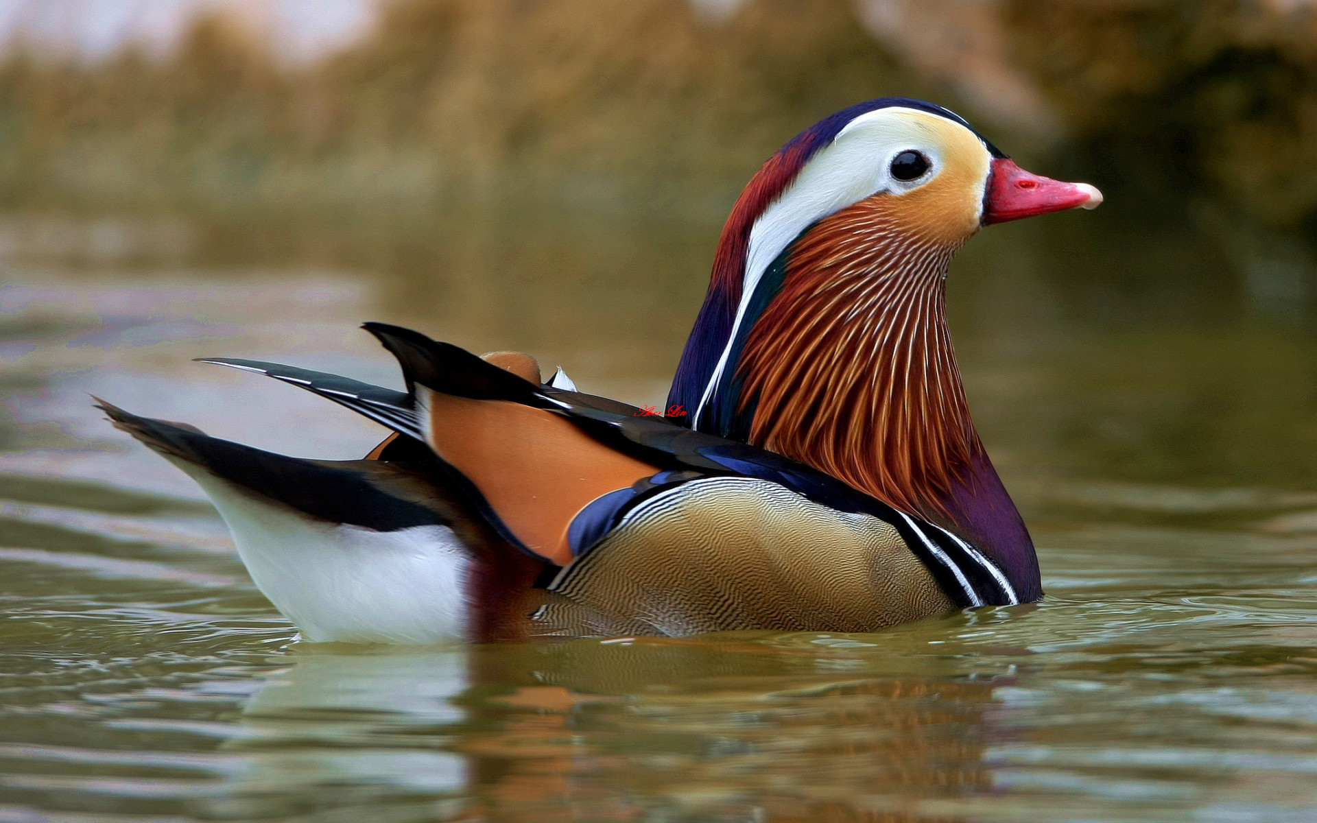 Mandarin Duck HD Wallpaper Background Image 1920x1200