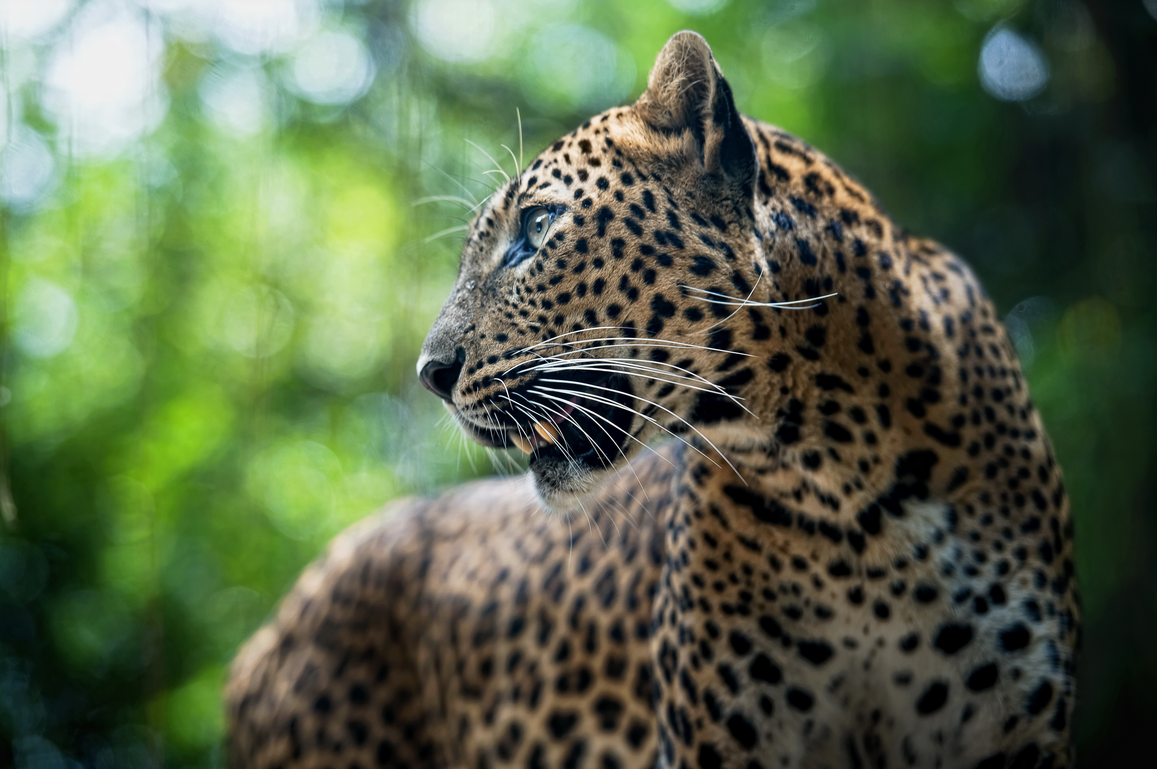 Download Animal Leopard 4k Ultra HD Wallpaper