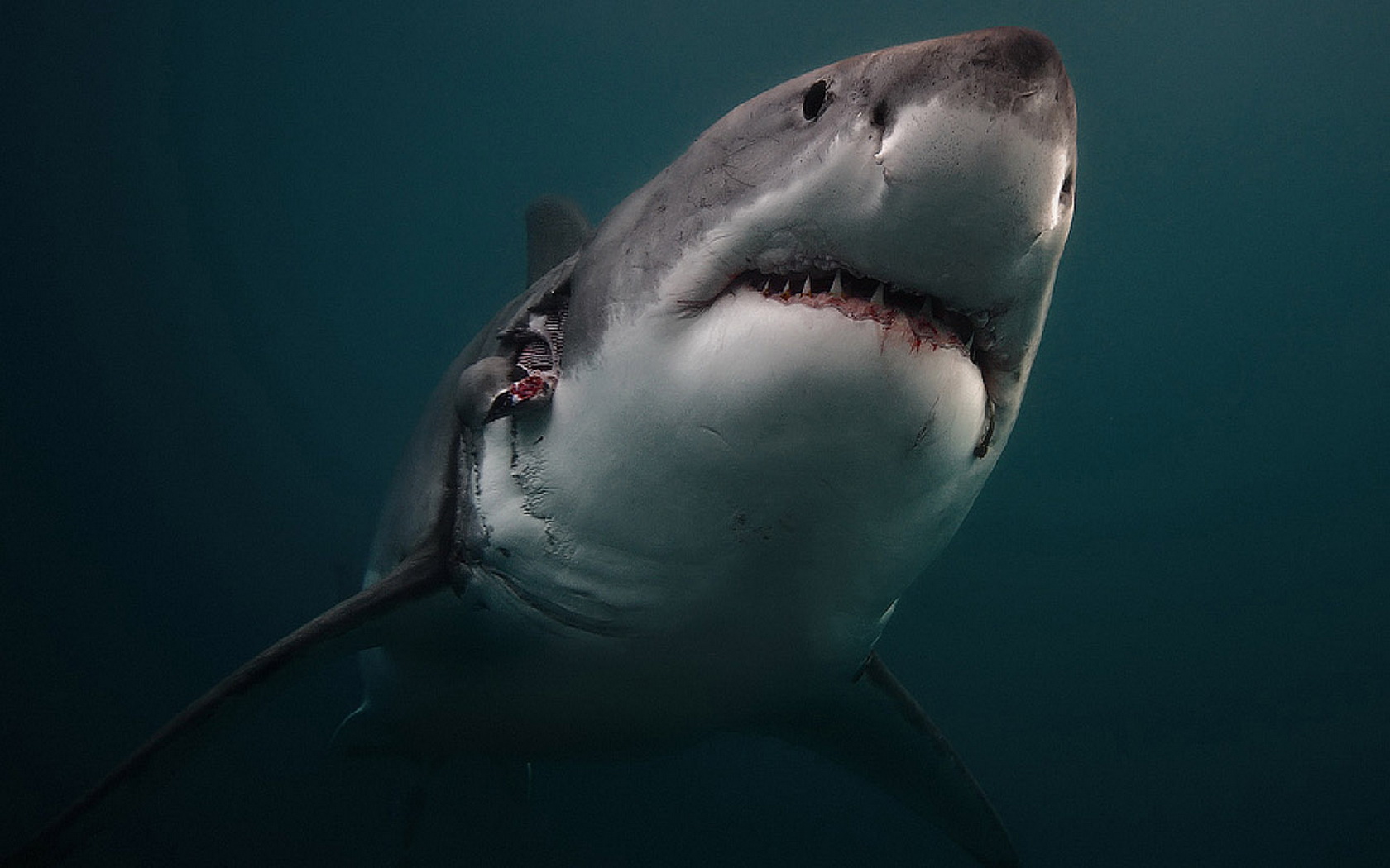 Download Animal Great White Shark Wallpaper